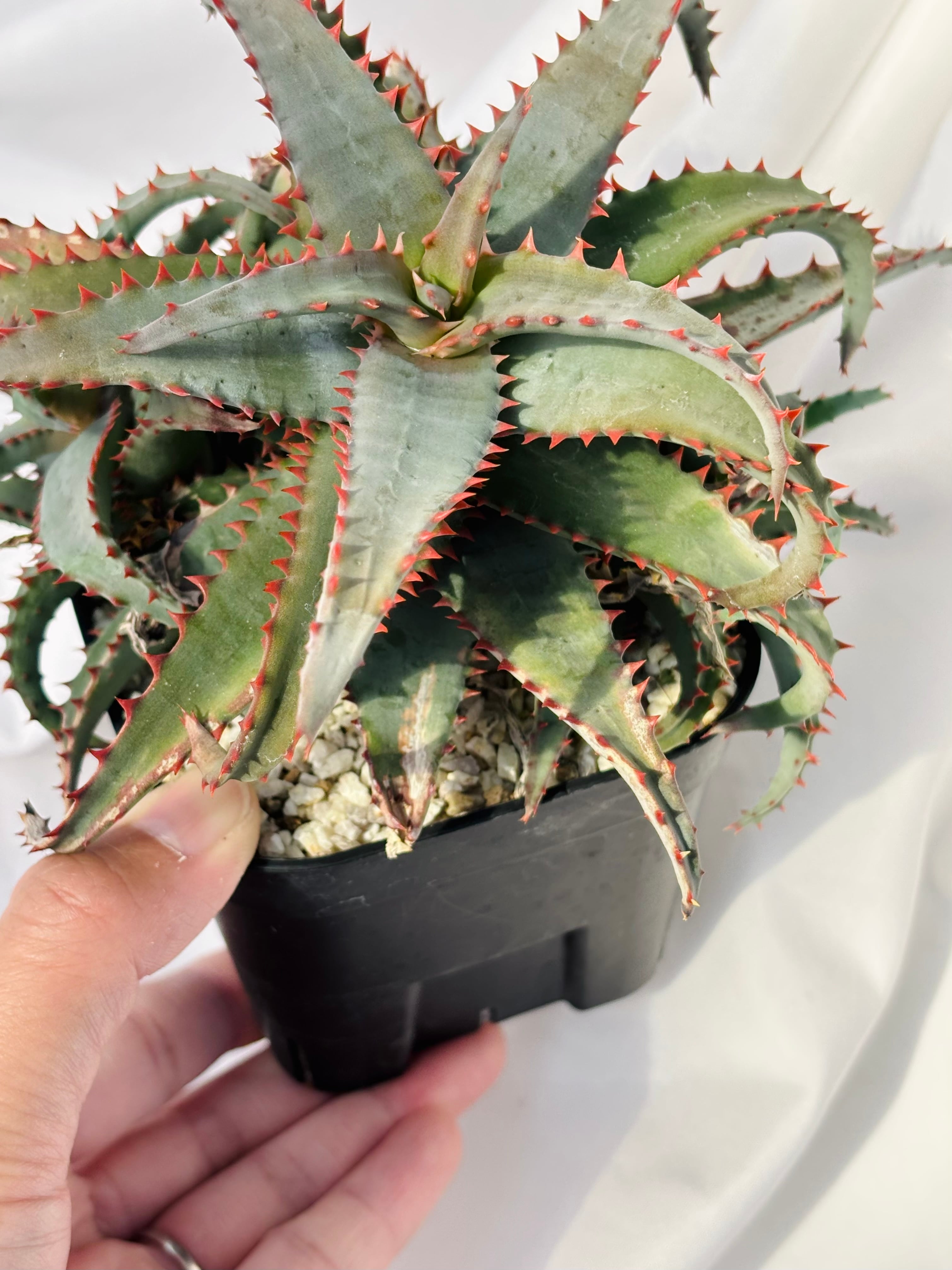 Aloe hybrid アロエ ハイブリッド 多肉植物 | plants MARU ーサボテン