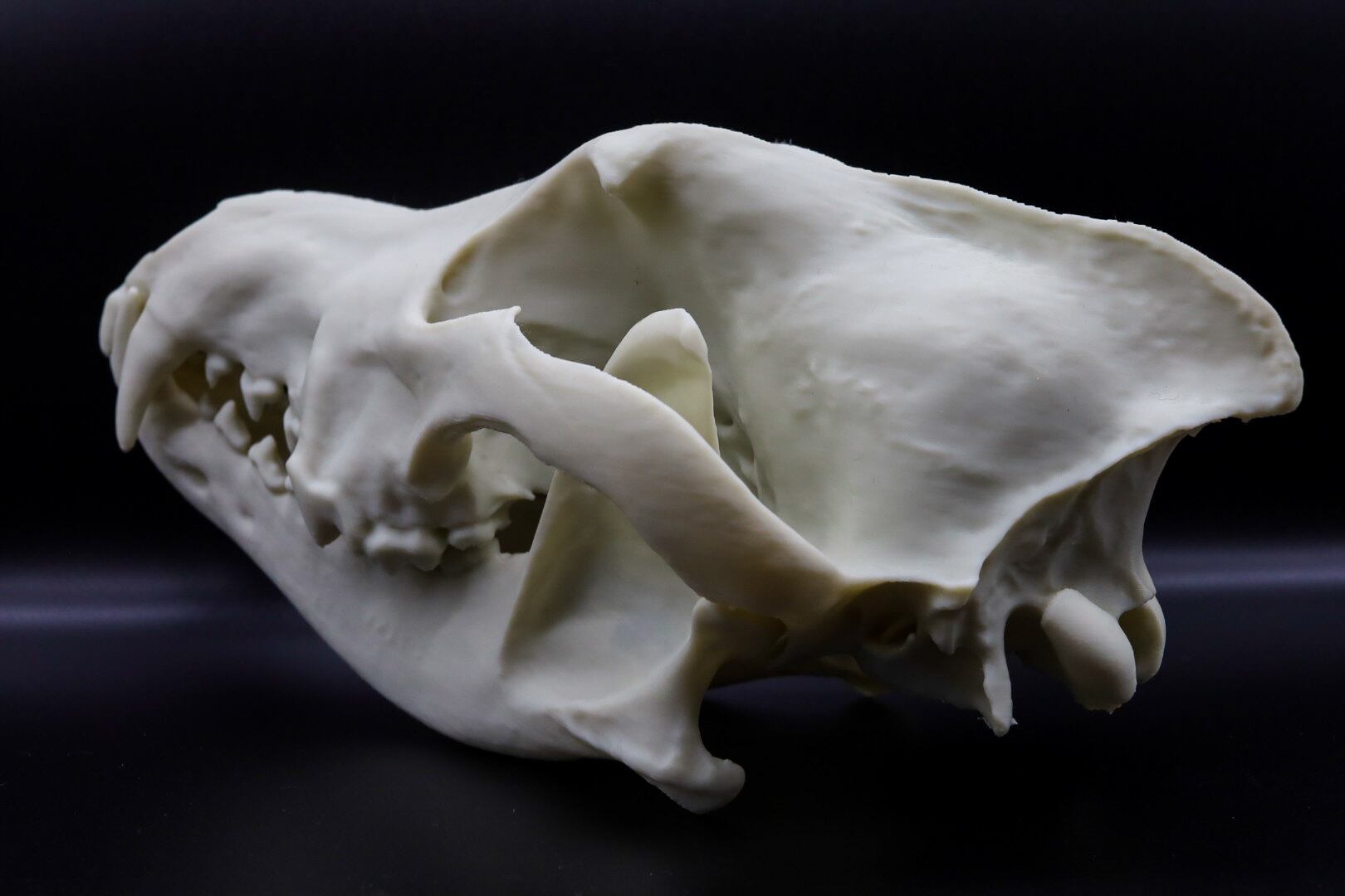 タイリクオオカミ原寸大頭骨模型 | 生き物グッズ屋〈4C-UNIT〉