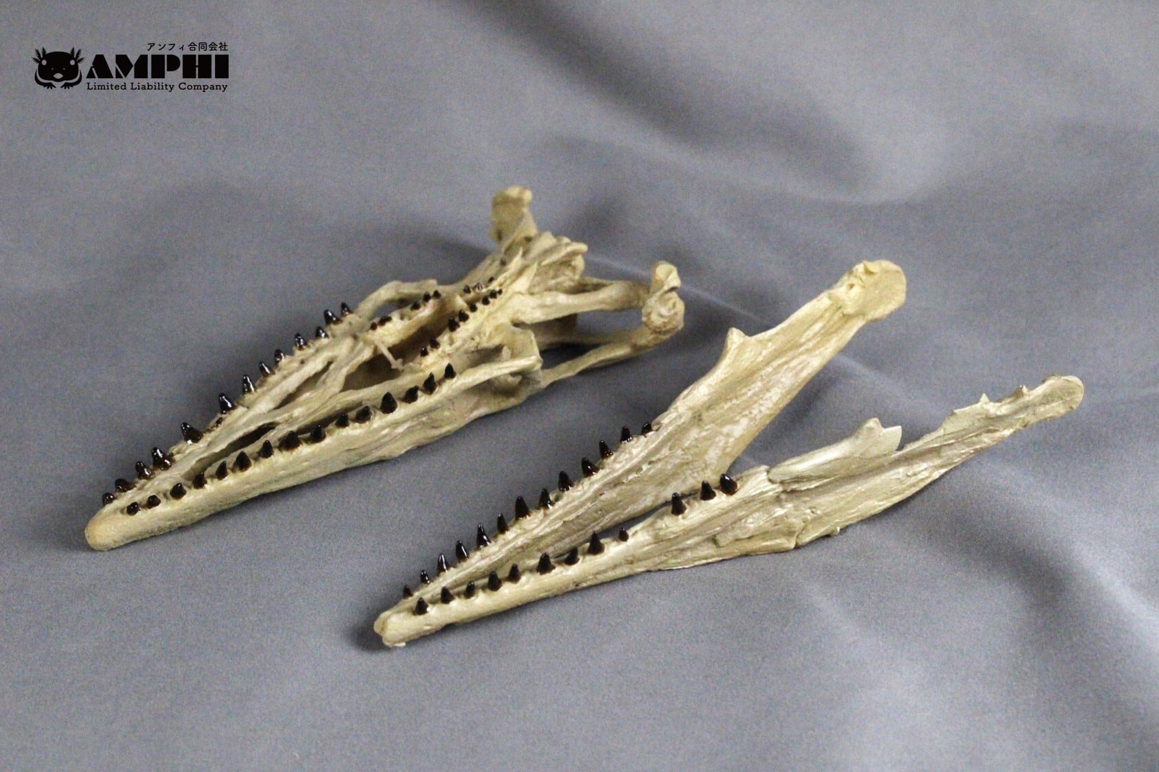 モササウルス 縮小頭骨模型 | アンフィ合同会社