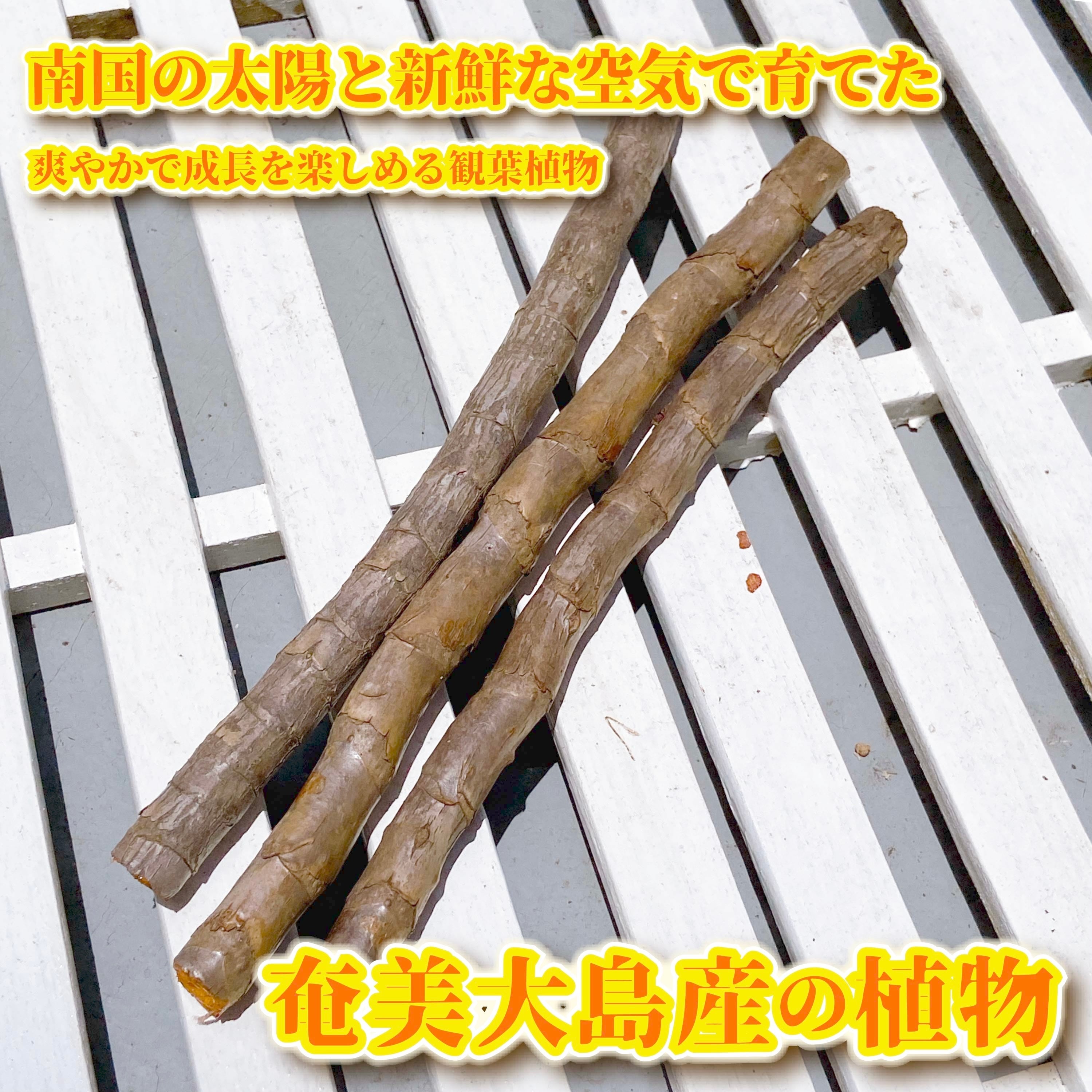 奄美大島産センネンボク（ティーリーフ）苗木 3本】 ハワイアン&南国