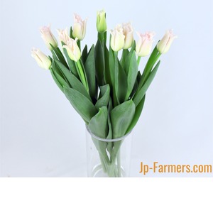 クラウン咲きチューリップ　ユニークな形『クラウンオブダイナスティ』