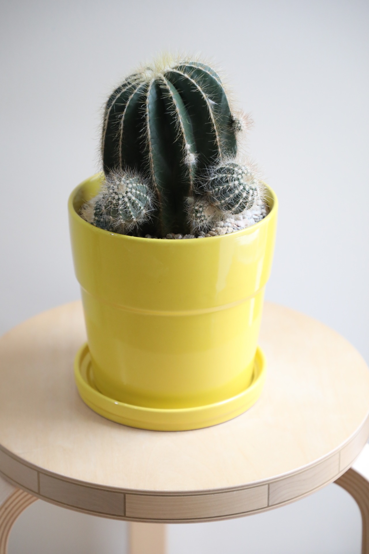 【M】英冠丸/Eriocactus magnificus