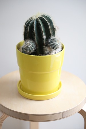 【M】英冠丸/Eriocactus magnificus