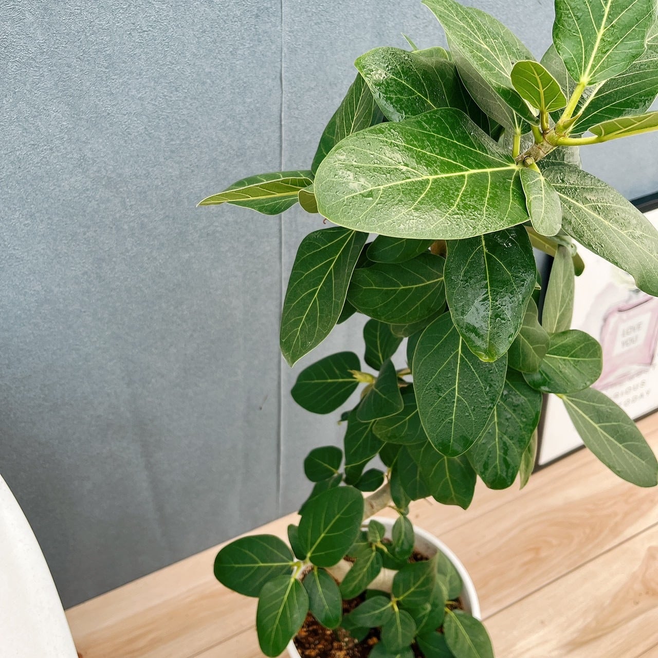 幹太 曲がり フィカス ベンガレンシス 観葉植物 大型 室内 現品］81番 フィカス ベンガレンシス 曲がり 8号 観葉植物 室内 大型