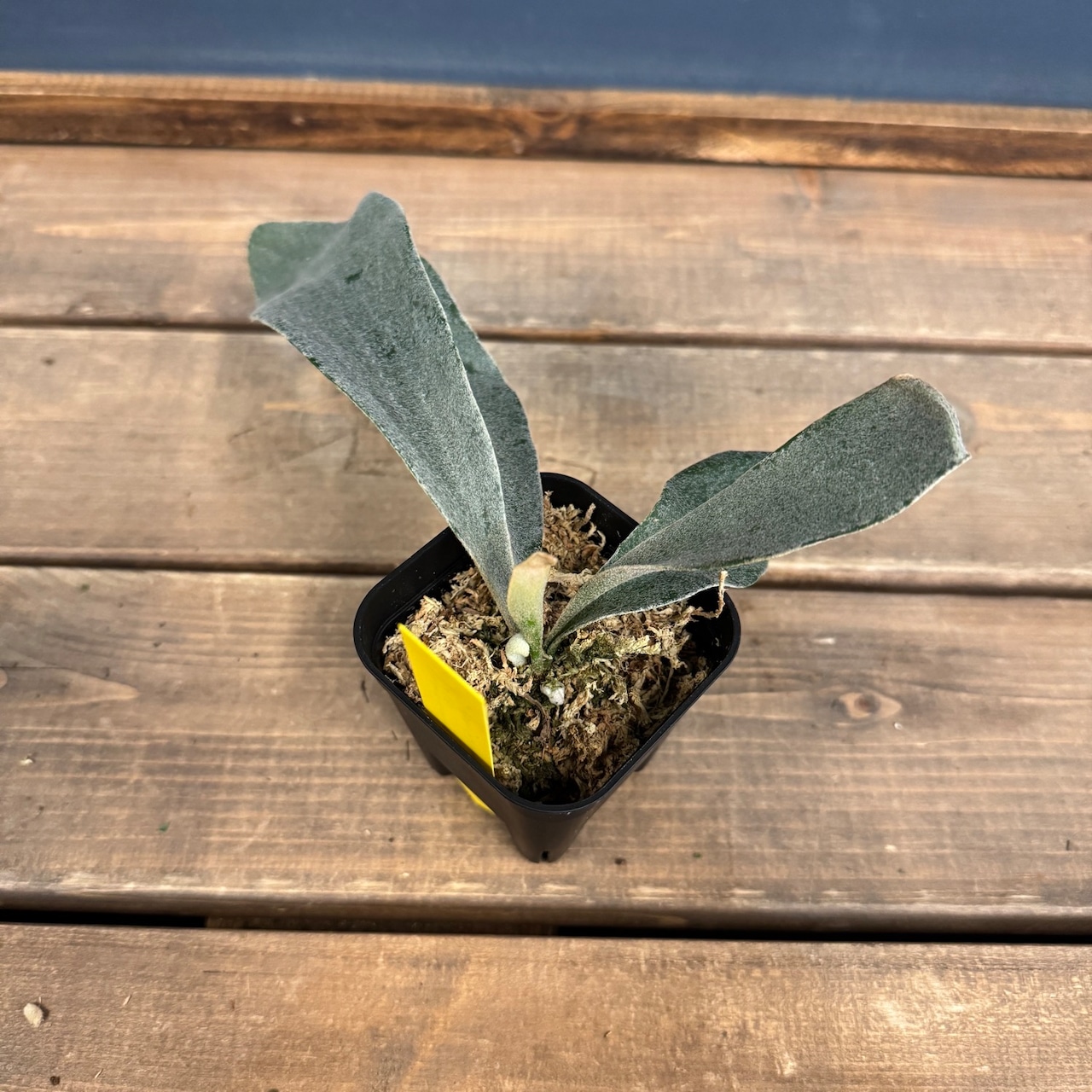 ビカクシダ　Platycerium omo white lover【902】