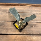 ビカクシダ　Platycerium omo white lover【902】