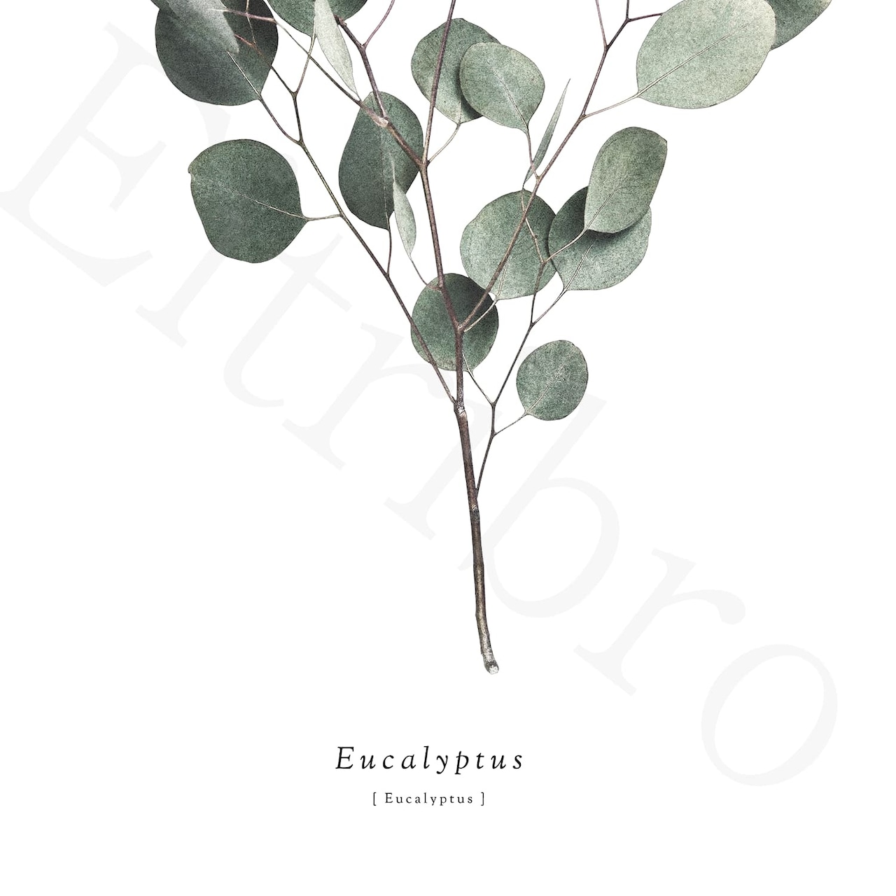 アートポスター / S.eucalyptus  eb109