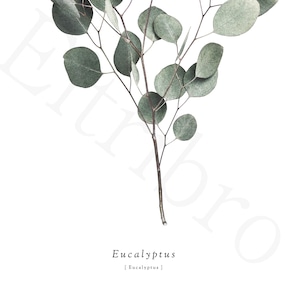 アートポスター / S.eucalyptus  eb109