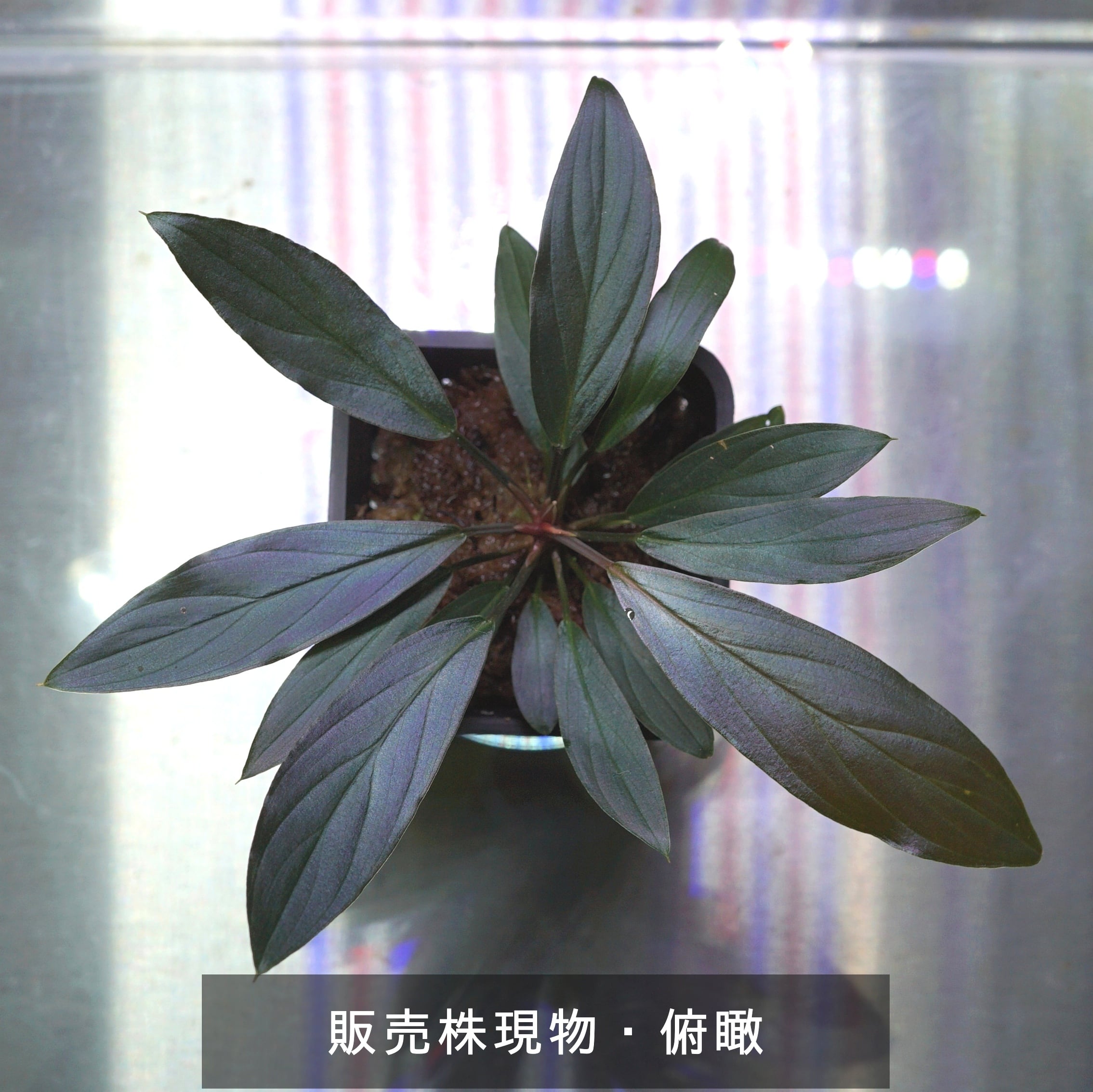 ホマロメナsp.“濡烏” Homalomena【LA0518-02】No-003 | ブルー ホマロメナsp.“濡烏” Homalomena【LA0518-02】No-003 | ブルー