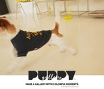 即納のみ【PUPPYGALLERY公式】アトランタベーシンクティシャツ【ネイビー】3XL