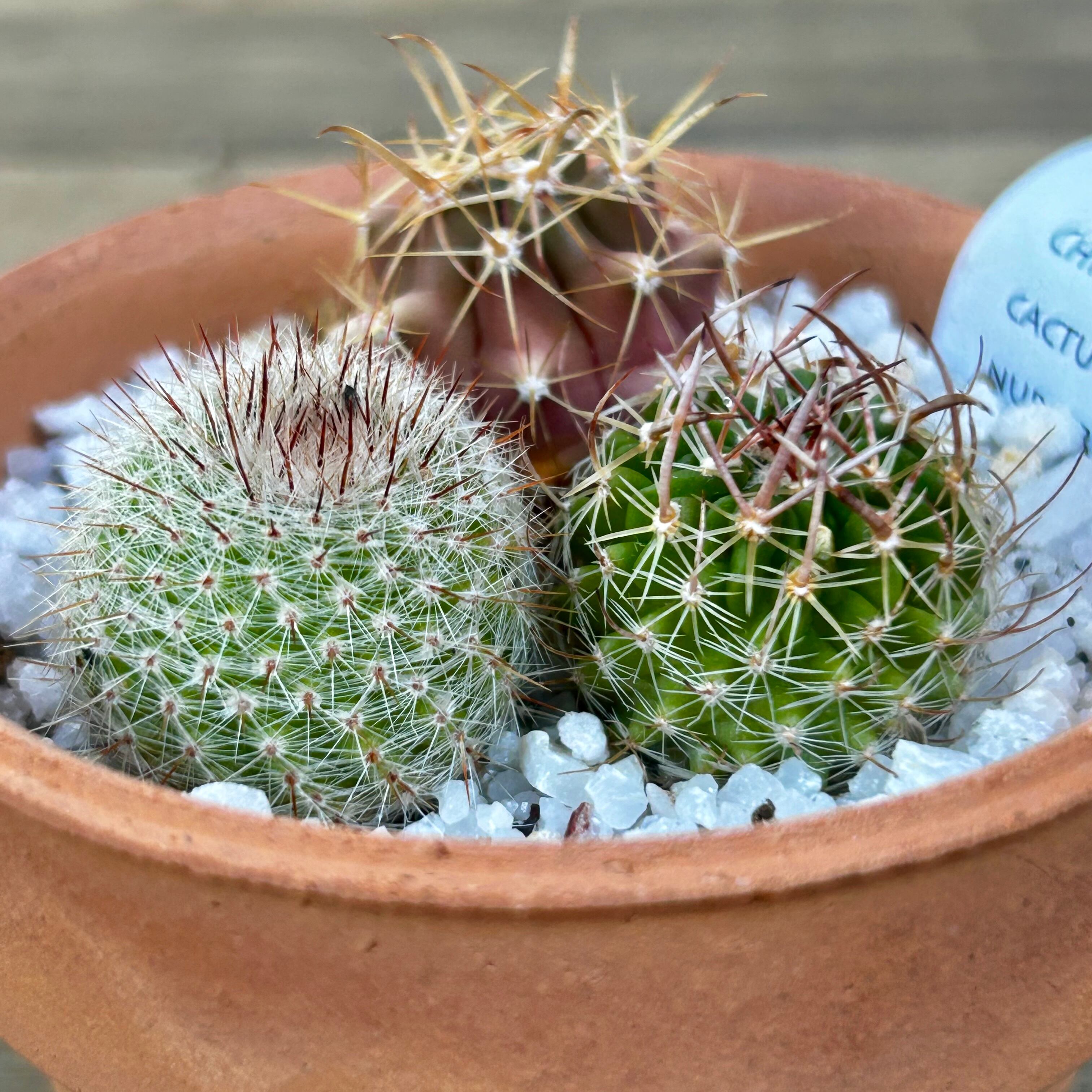 T)サボテン寄せ植え | RuPo 多肉植物専門店