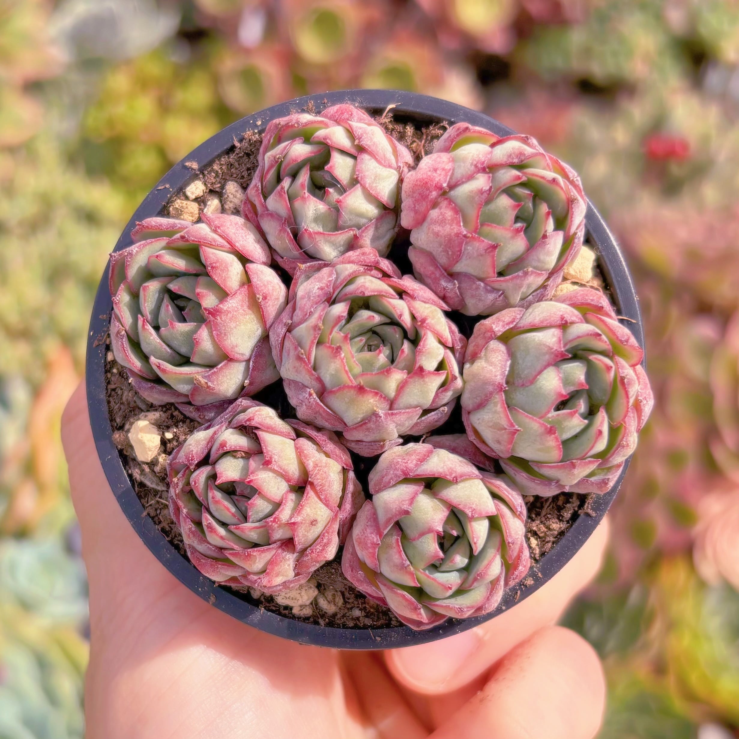 現品　プリドニスグリーンフォーム×Vincent Catto#663  るる農園