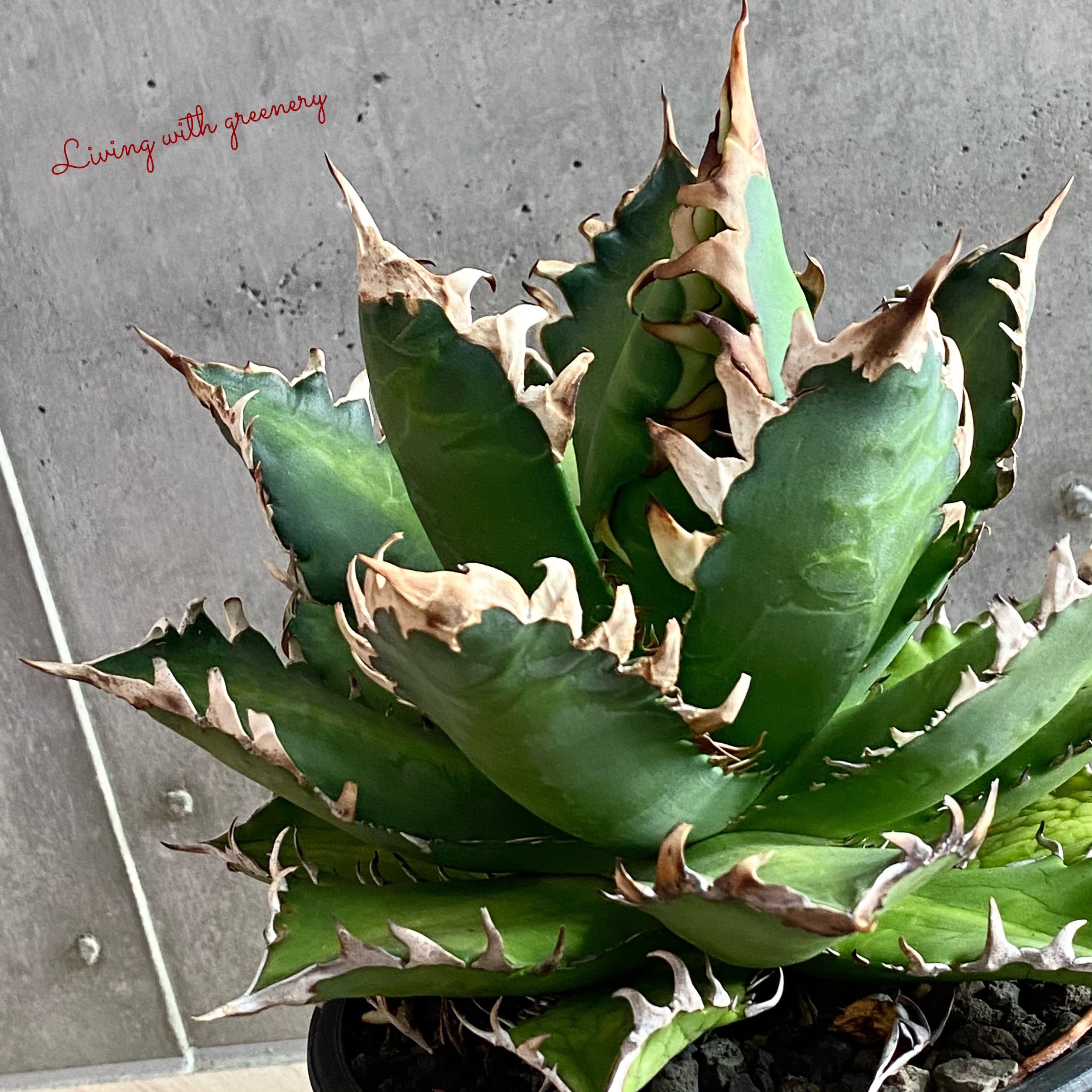 Agave titanota Red Catweazle アガベ チタノタ レッドキャット