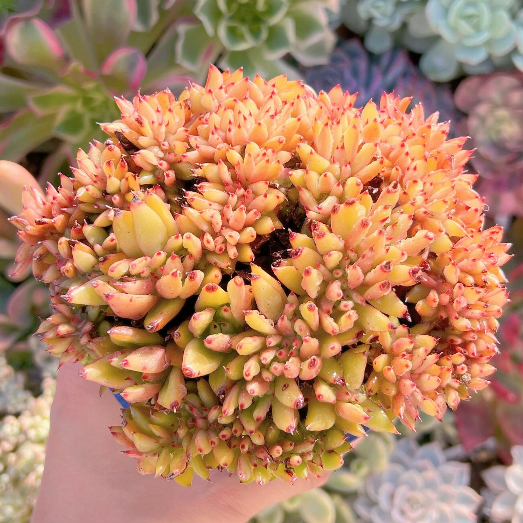 現品　魅惑の宵缀化　特大#891  るる農園