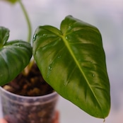 フィロデンドロン ビレッティア(Philodendron billietiae)×フィロデンドロン パスタザナム(Philodendron pastazanum)