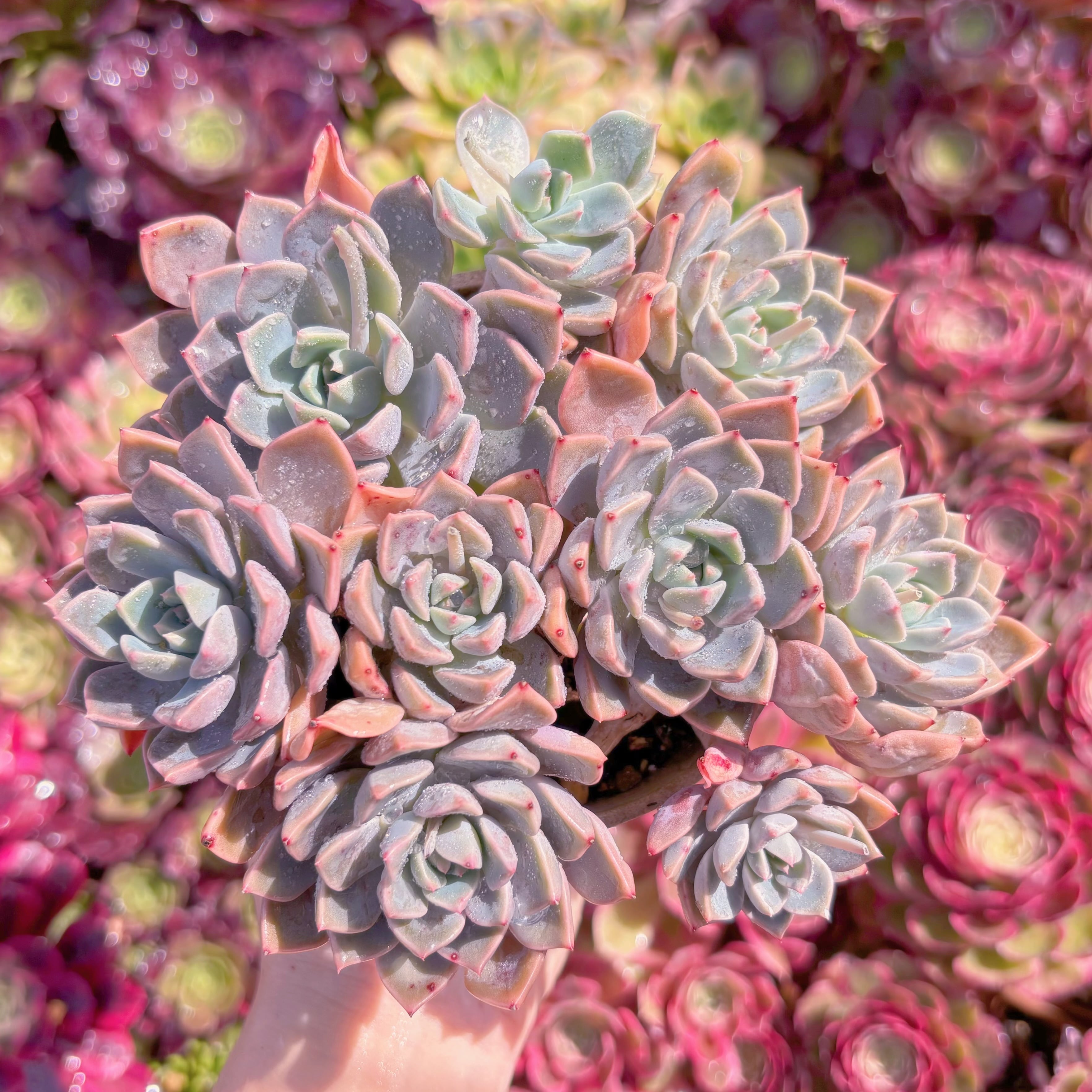 現品　Pretty in Pink#552　群生　在庫僅少　るる農園