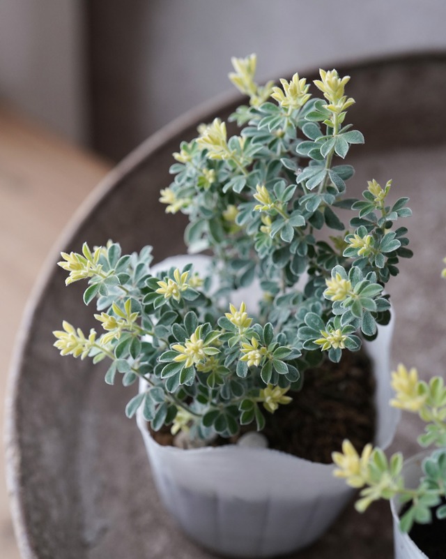 ロータス　ブリムストーン　2.5号