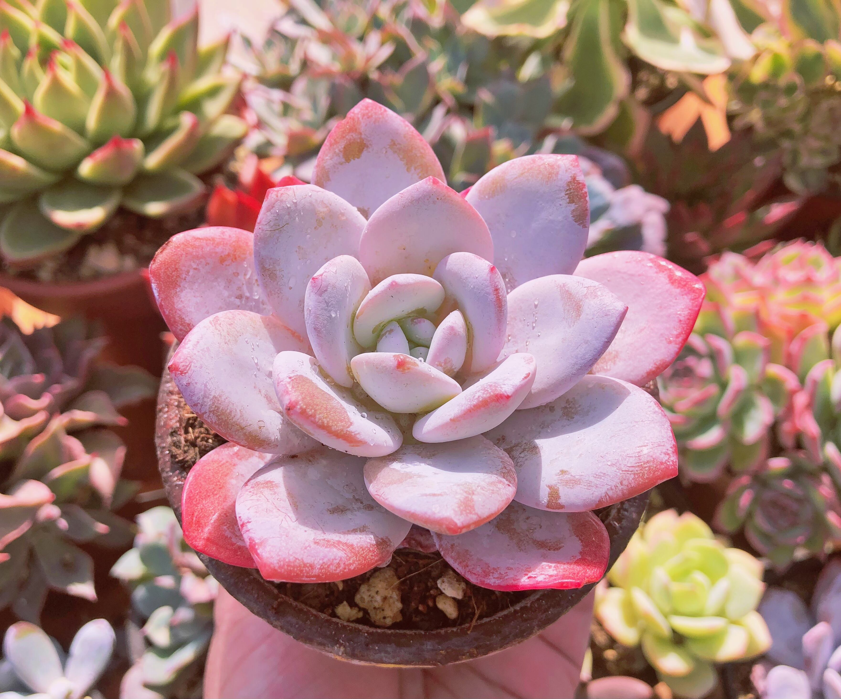 多肉植物 - ピンクバタフライ メルカリ | るる農園~多肉植物専門 抜き 