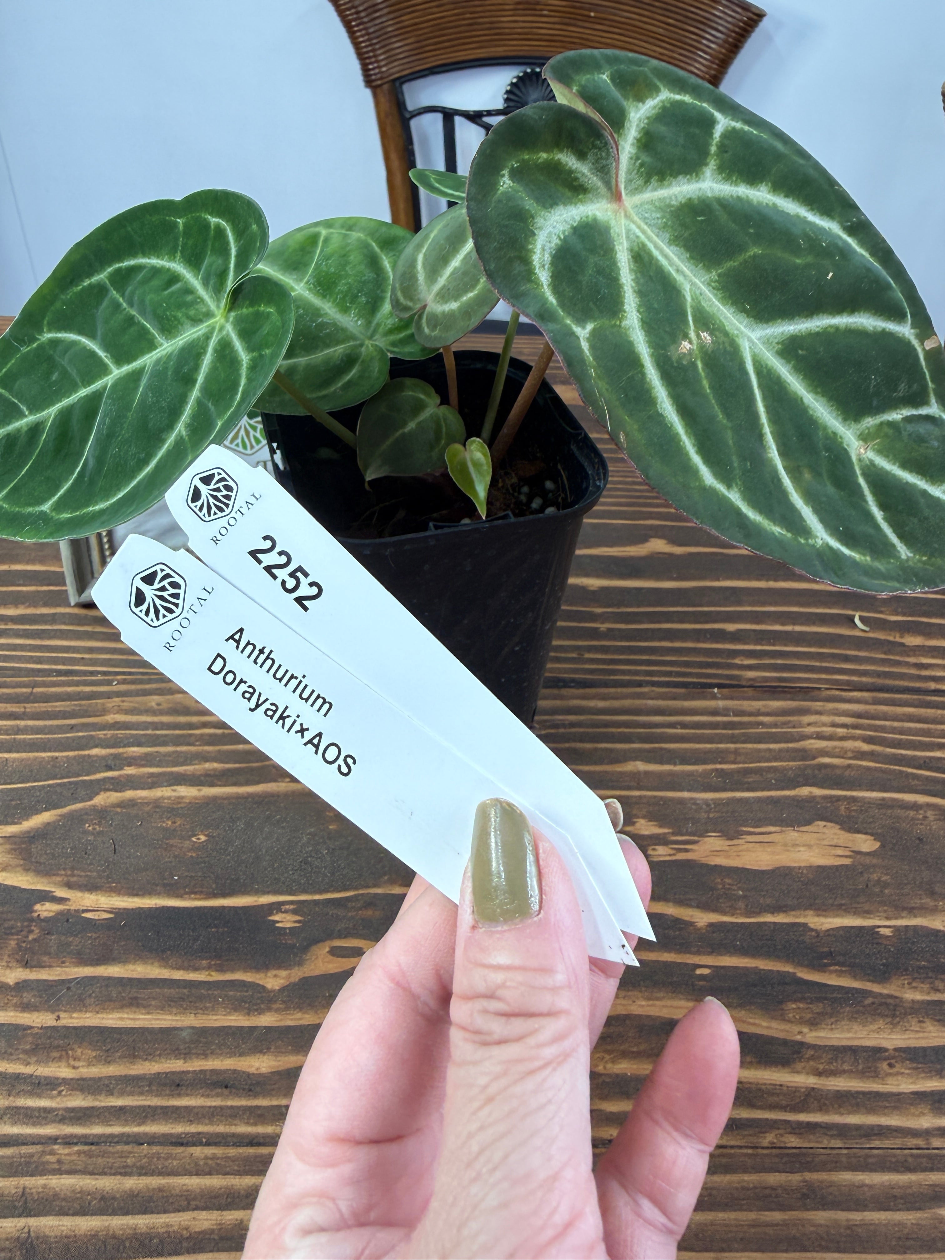 アンスリウム | ROOTALPLANTS