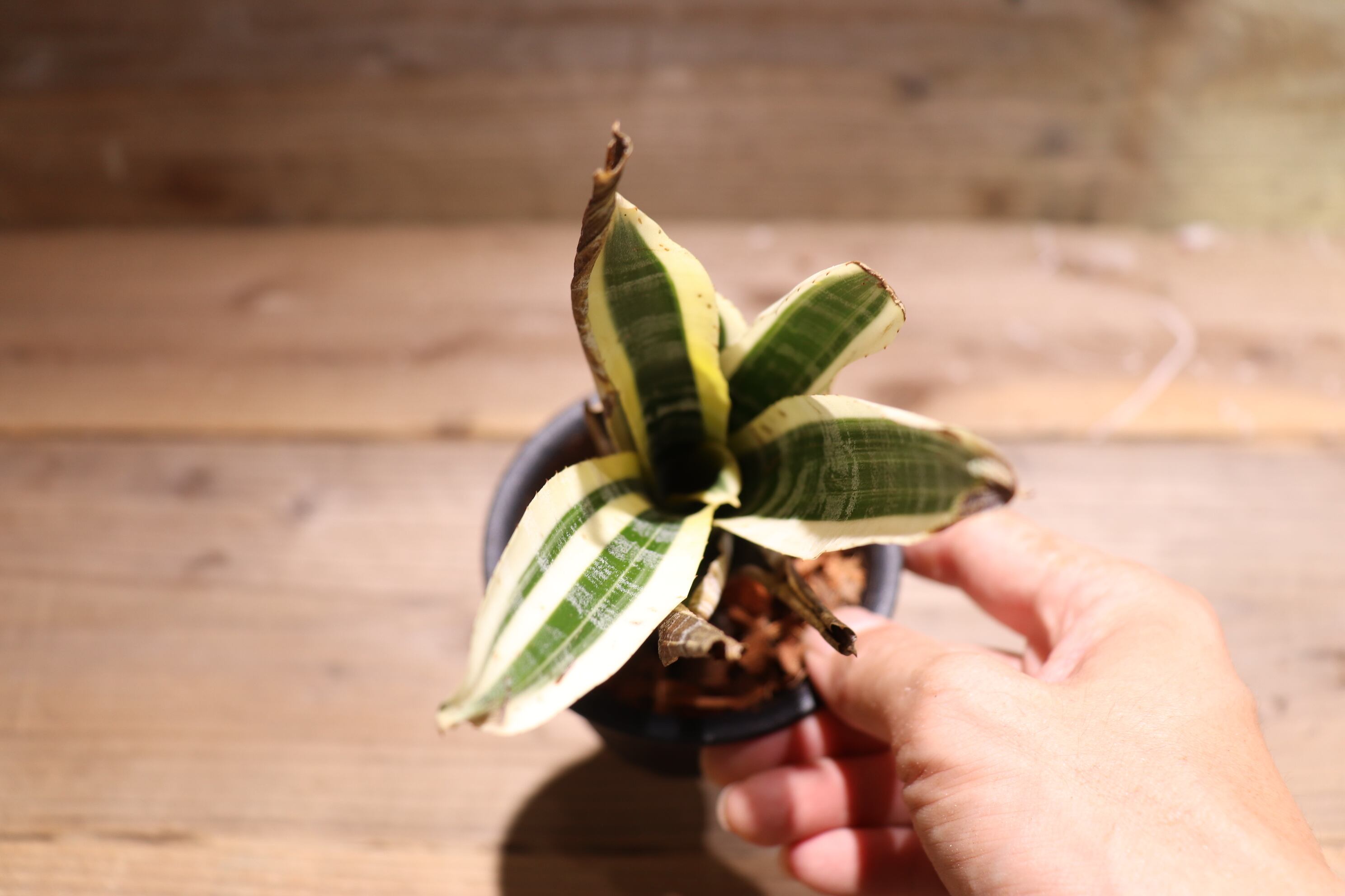 エクメア☆Aechmea Skotak's Wild Ace’ Aechmea \u0027Skotak\u0027s Wild Ace\u0027 超希少 エクメア ブロメリア