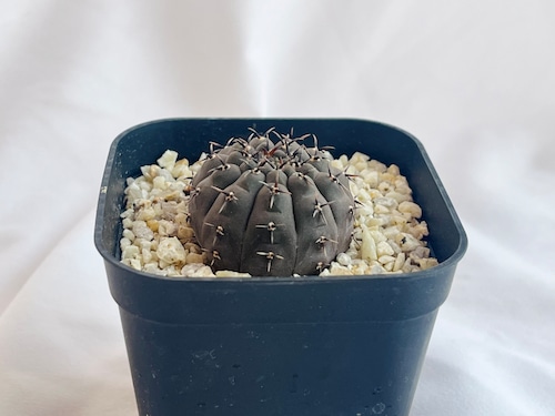 Gymnocalycium asterium　ギムノカリキウム　黒刺鳳頭　サボテン