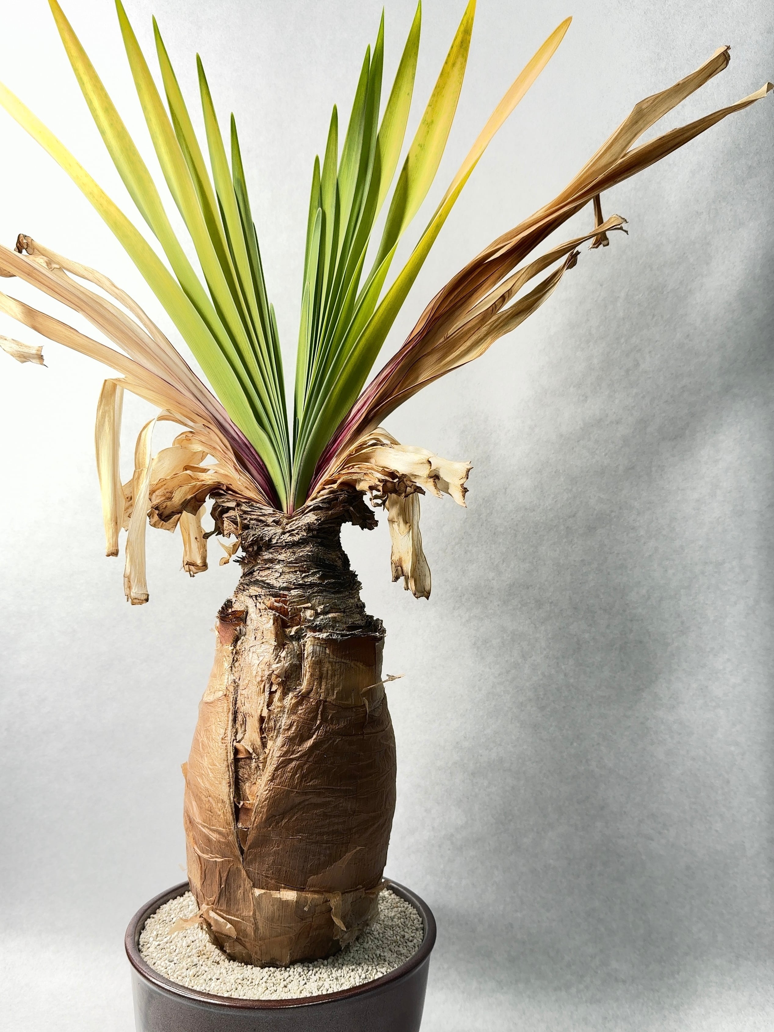 ブーファン・ディスティチャ | trigger