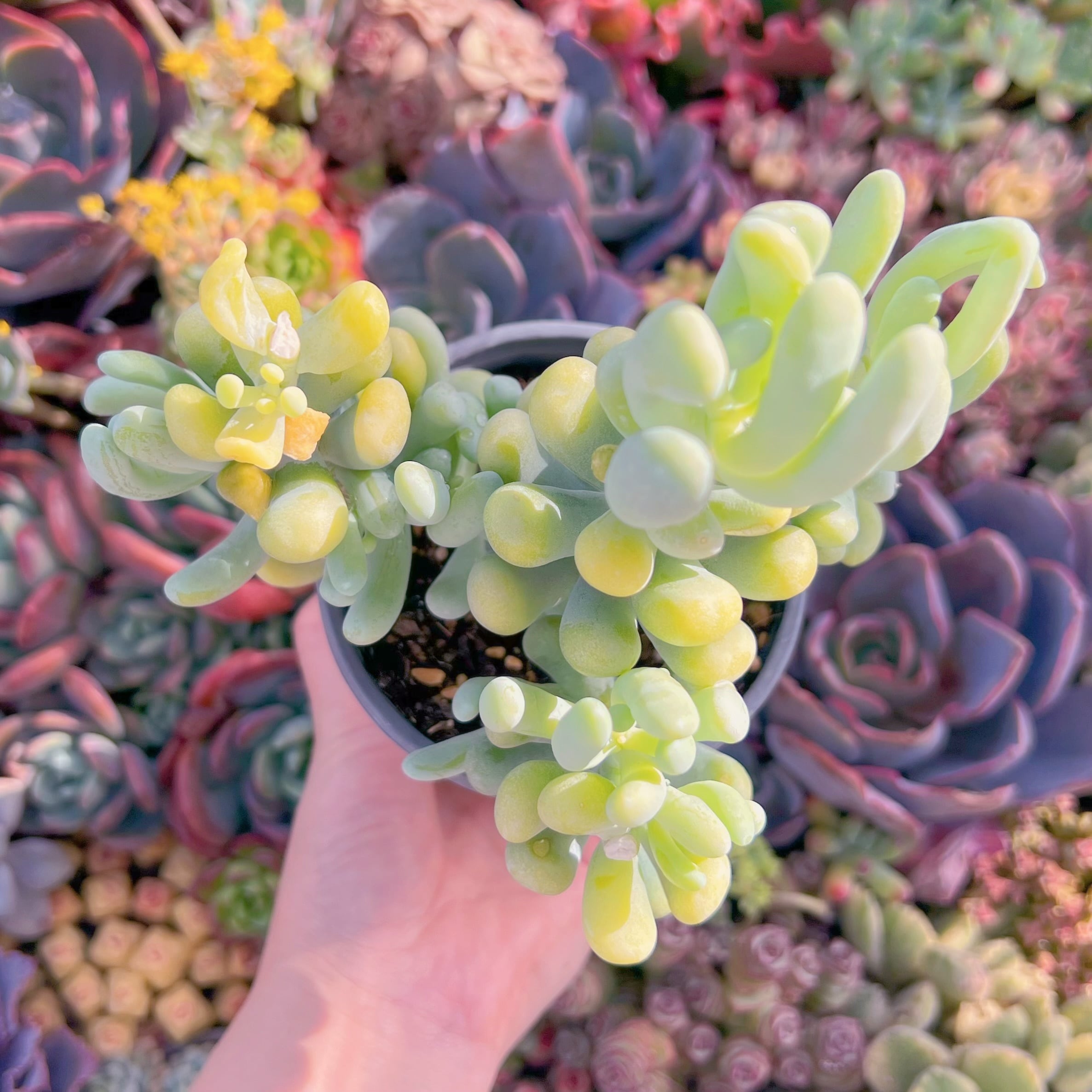 現品　バナナ美人#F050　大群生　るる農園