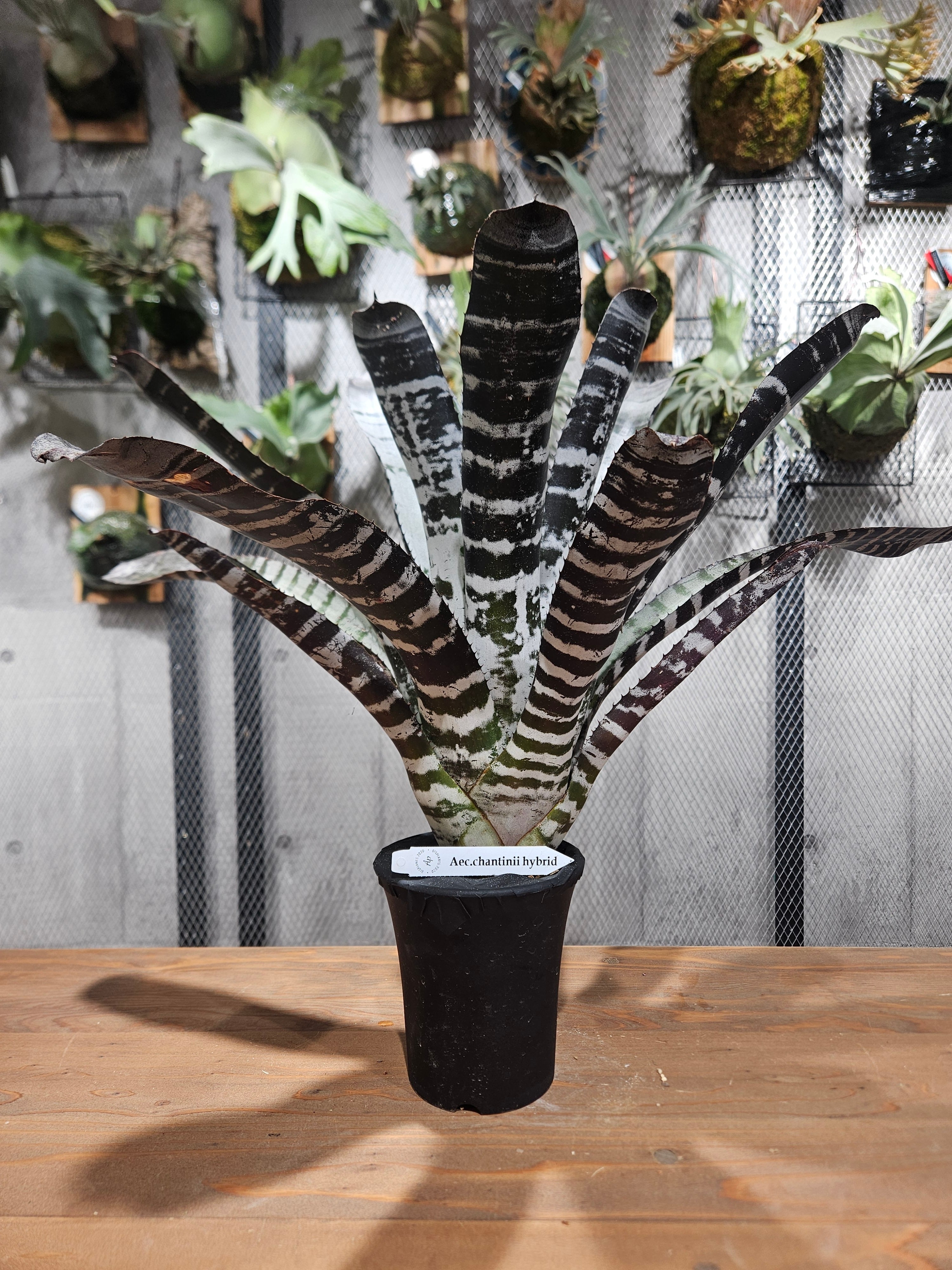 エクメア | artPLANTs （アートプランツ）