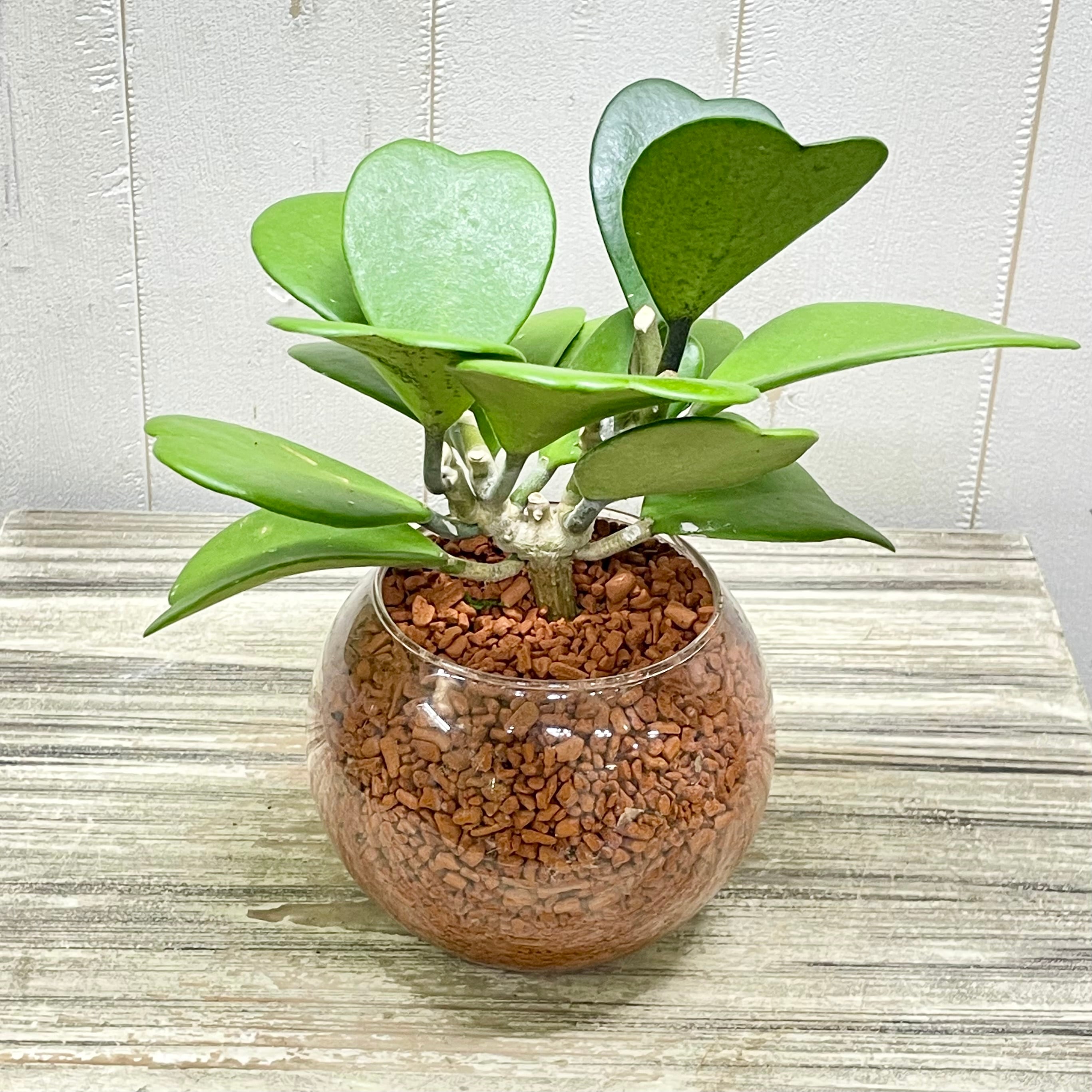 ハート大量 ハートホヤ ラブハート 多肉植物 水栽培 ハイドロ