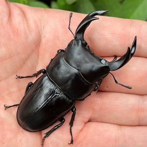 【新成虫】福島県南会津郡南会津町産オオクワガタペアF1個体（♂74mm） #7446
