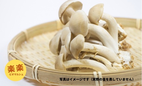 丹波しめじ