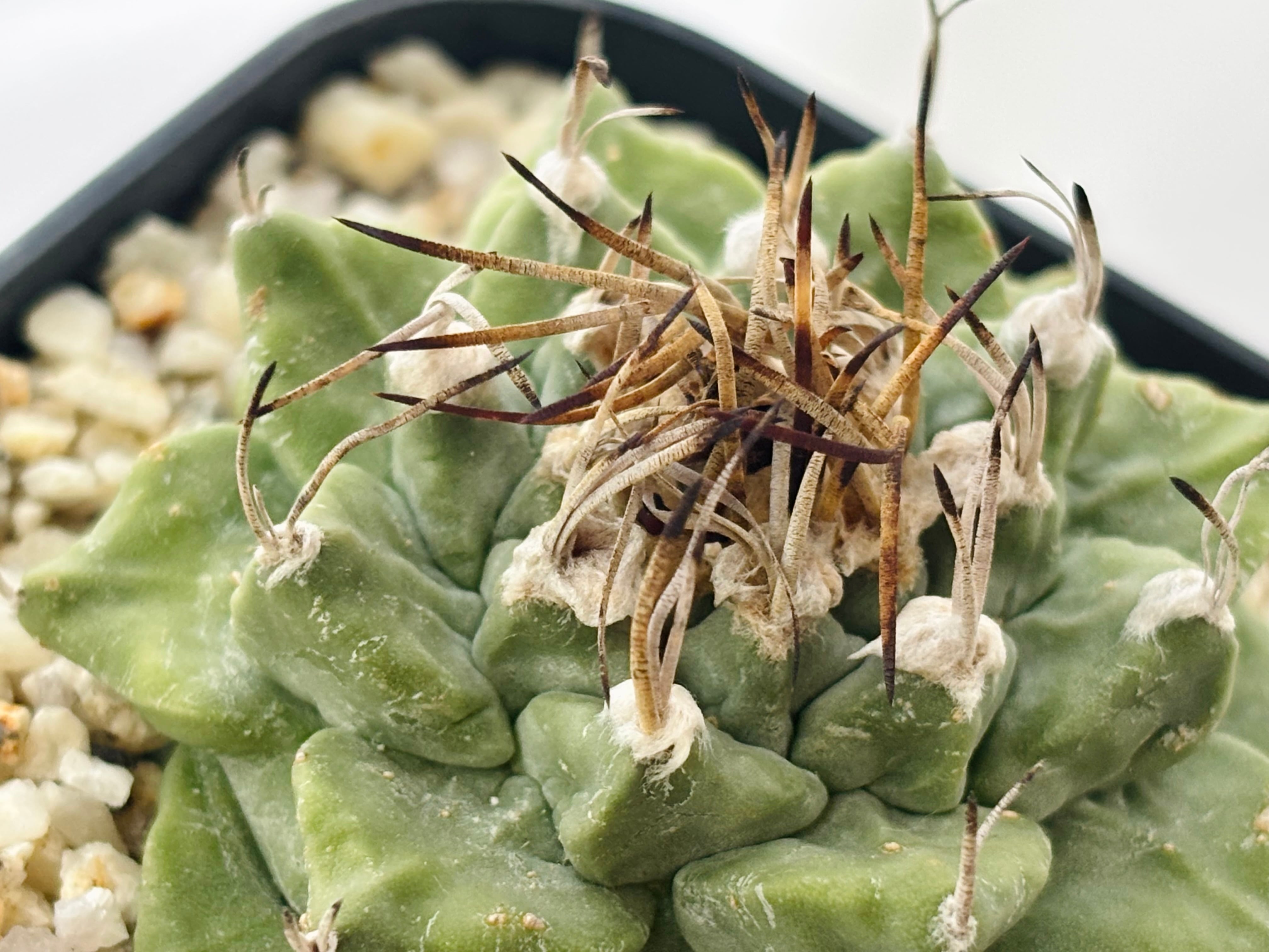 Turbinicarpus alonsoi ツルビニカルプス 大疣 アロンソイ サボテン