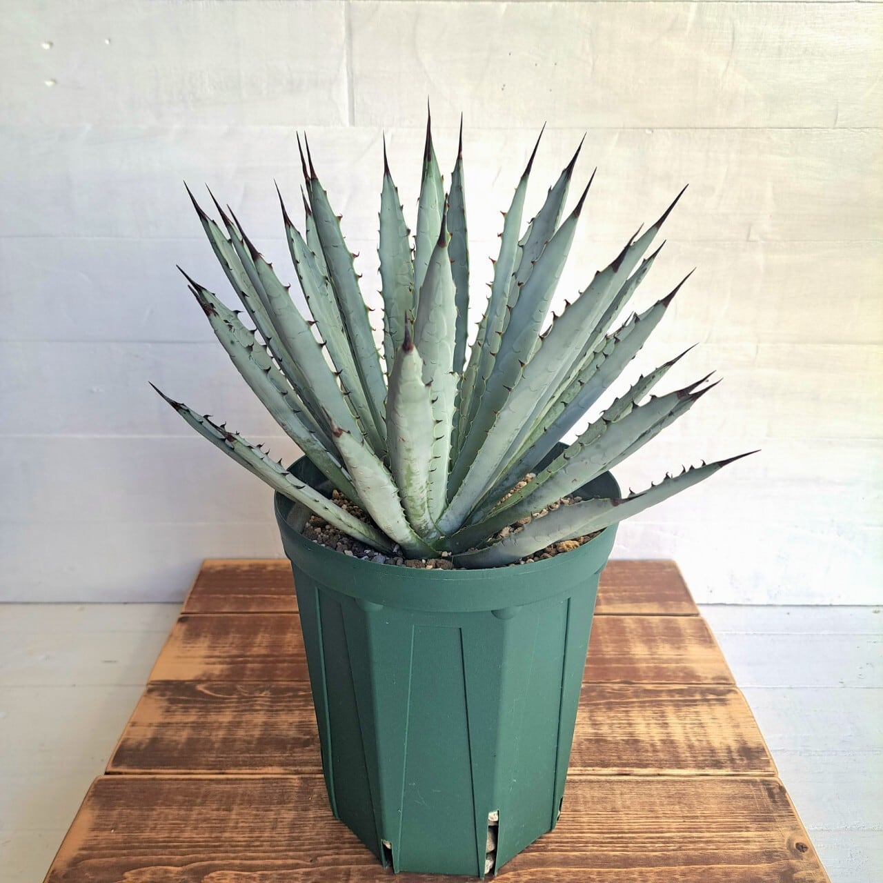 アガベ マクロアカンサ Agave macroacantha 実生苗 W25㎝ 美株 アガベ マクロアカンサ Agave macroacantha 実生苗 W25㎝ 美株