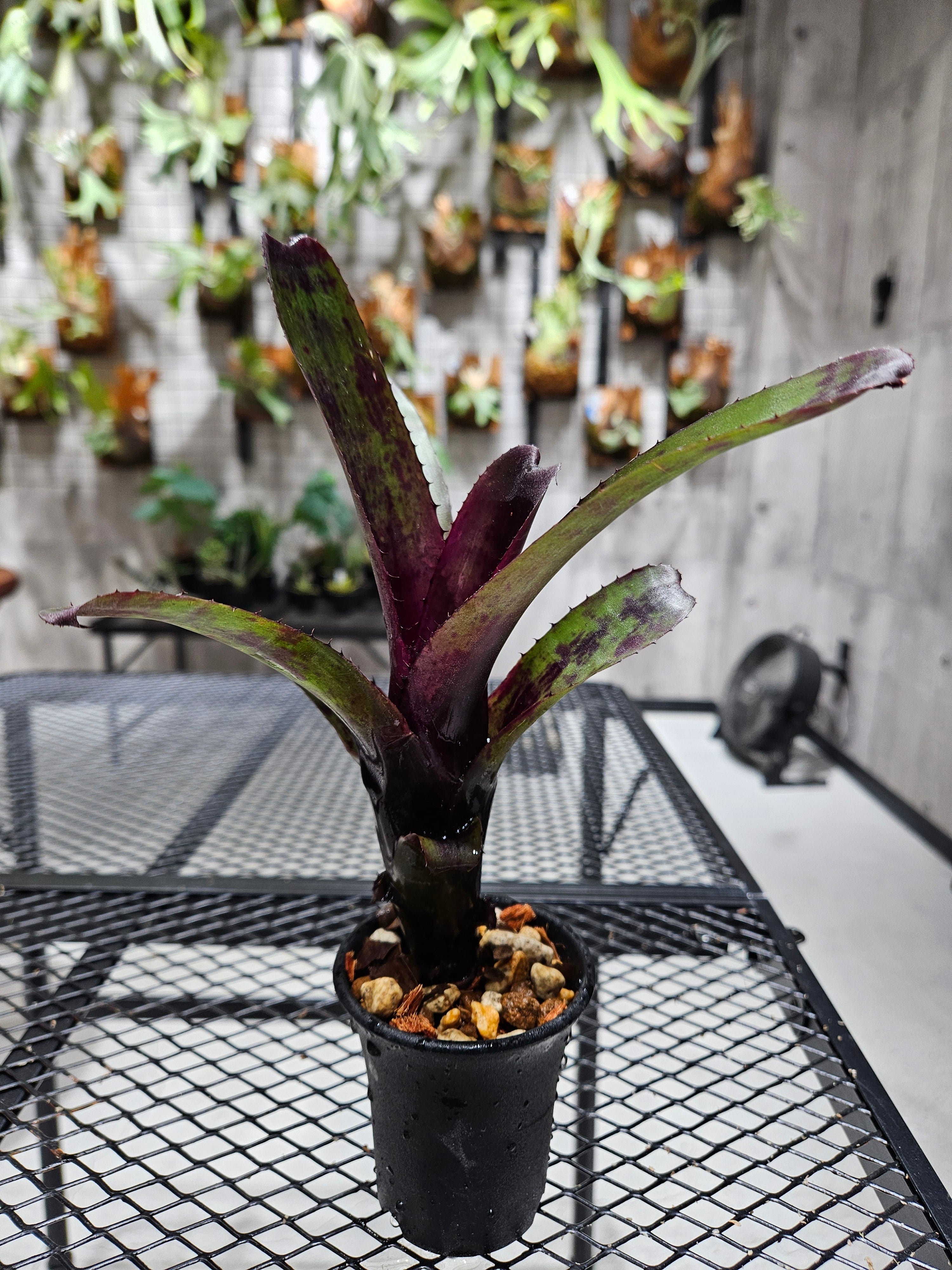 Aechmea nudicaulis Telegram Hill BCR12875【artPLANTs/PLANTS GARAGE