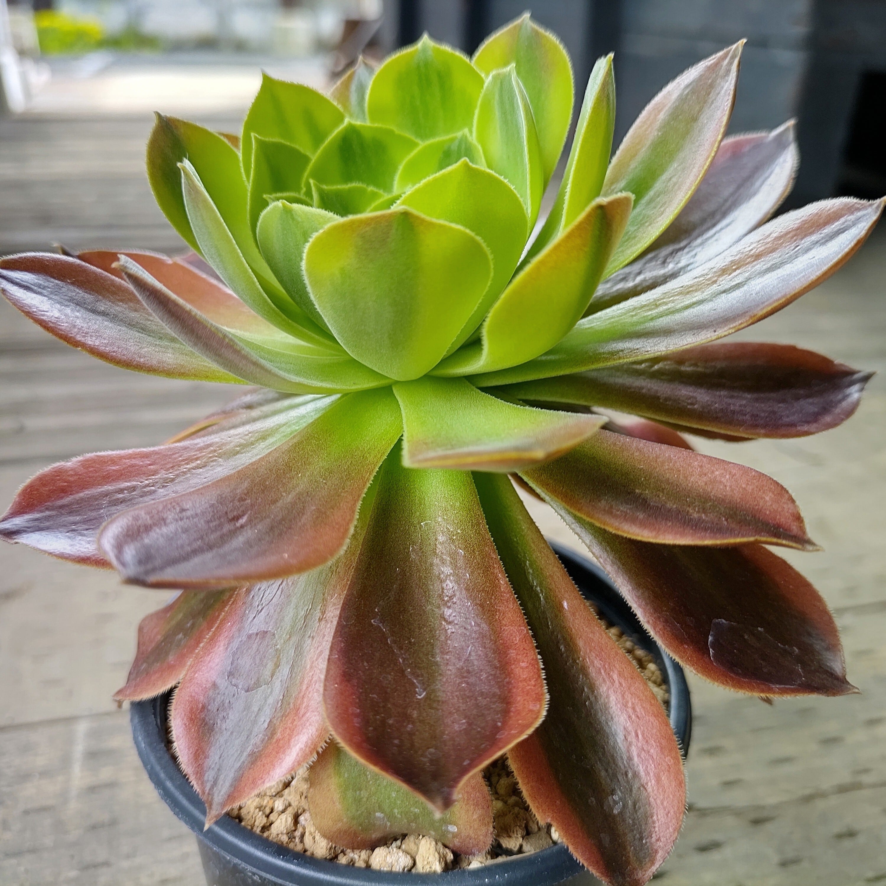 アエオニウム 99999 Qingmeng (アエオニウム)A | RuPo 多肉植物専門店