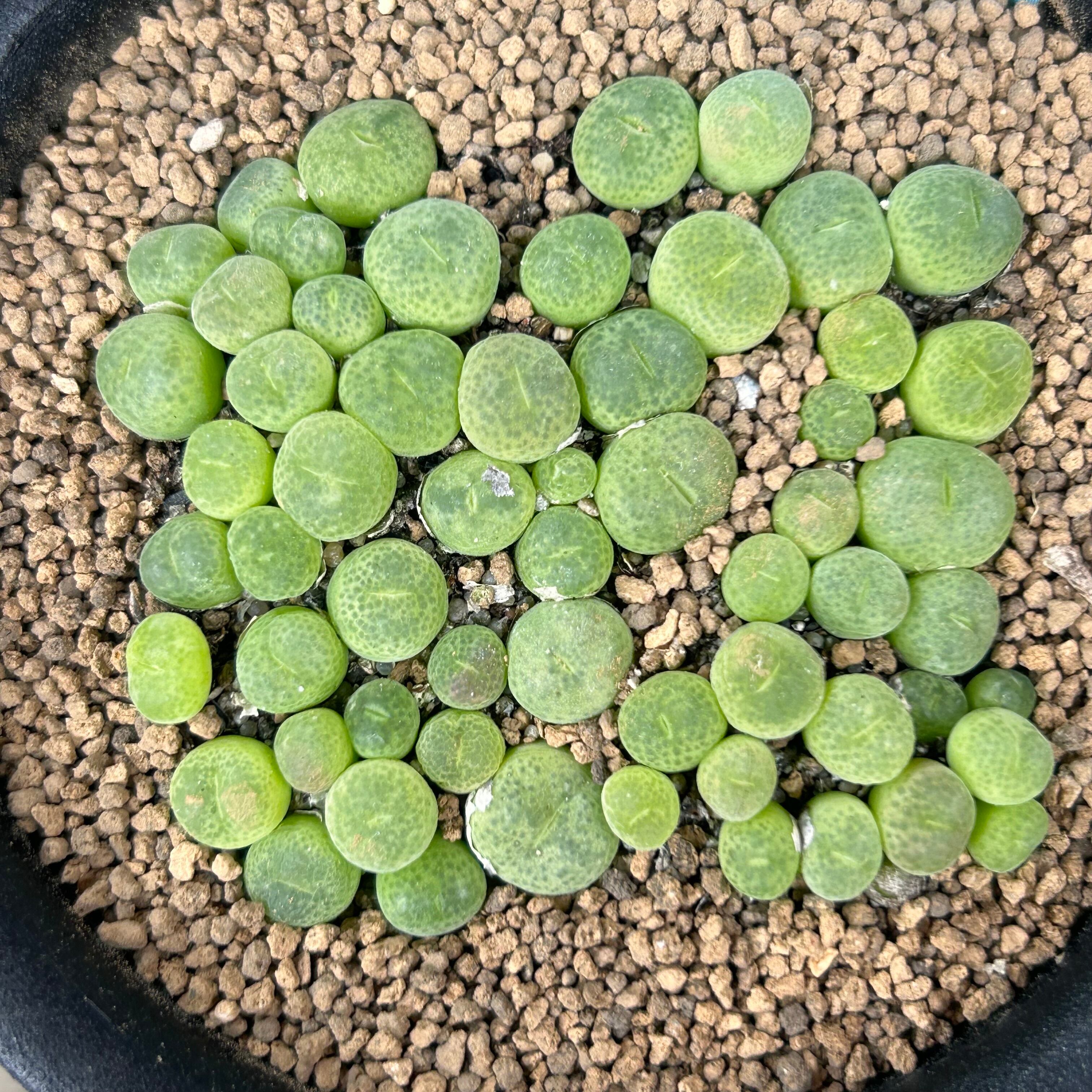 サブフェネス トラツム コノフィツム | RuPo 多肉植物専門店