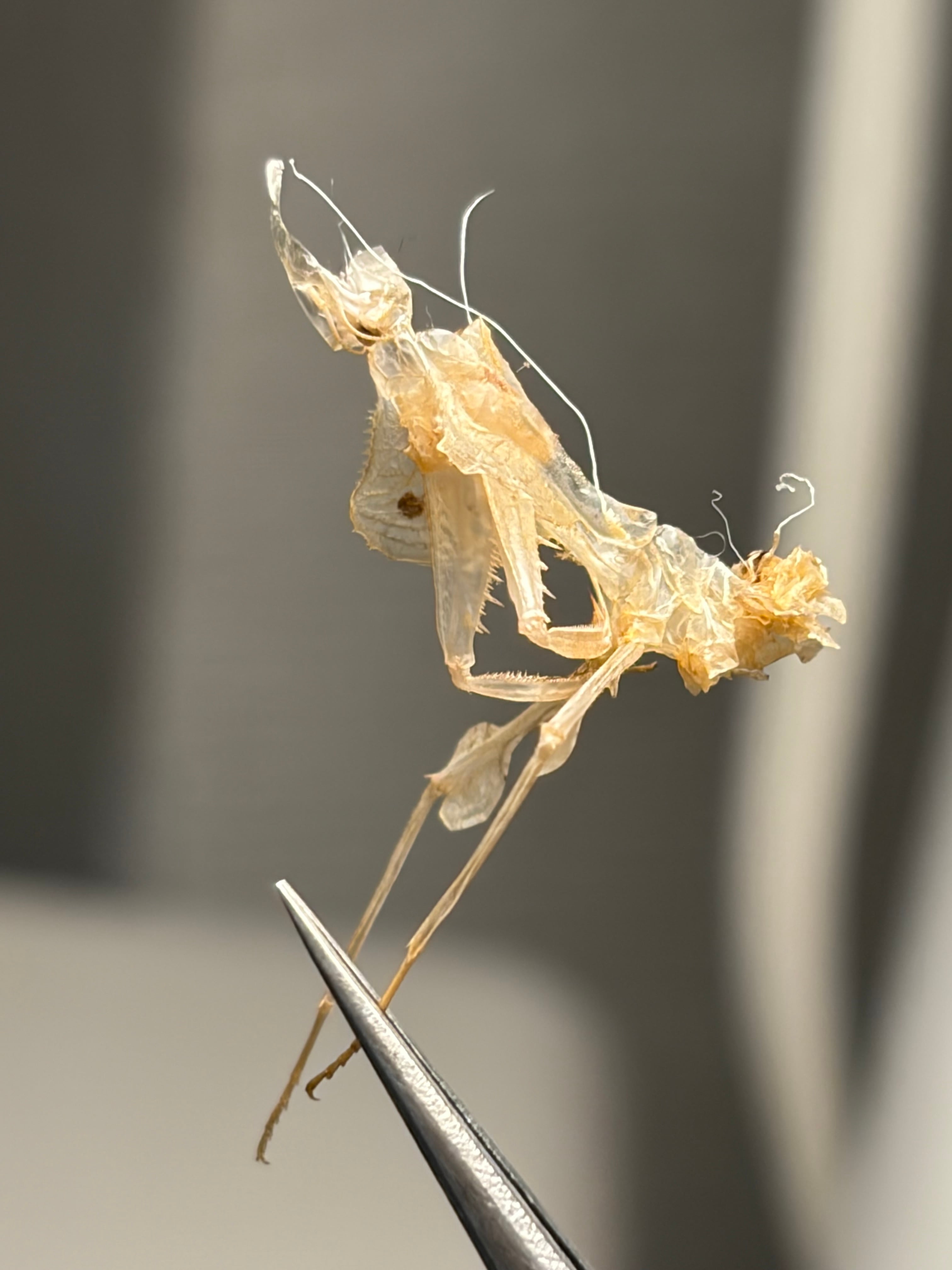 【6mm】カニアシサルコガネに酷似のアシナガコガネ 標本 プラチナコガネ 6mm】カニアシサルコガネに酷似のアシナガコガネ 標本 プラチナコガネ