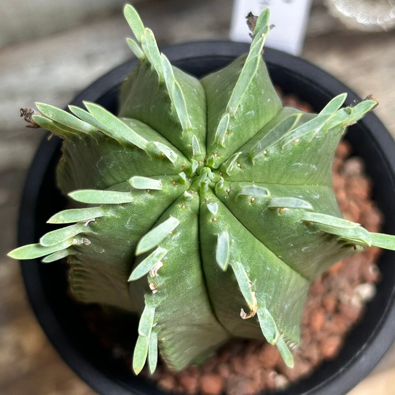 ユーフォルビア プルビナータ | RuPo 多肉植物専門店