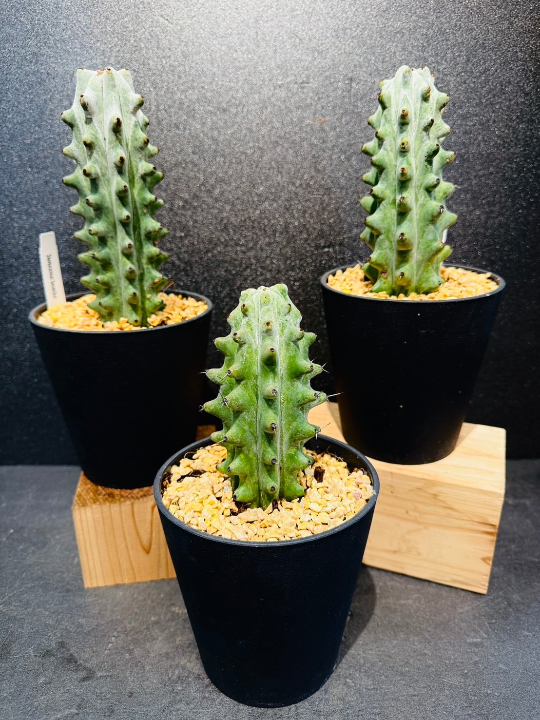 モナデニウム リチェイ錦 多肉植物 3.5号 | 観葉植物と雑貨のお店