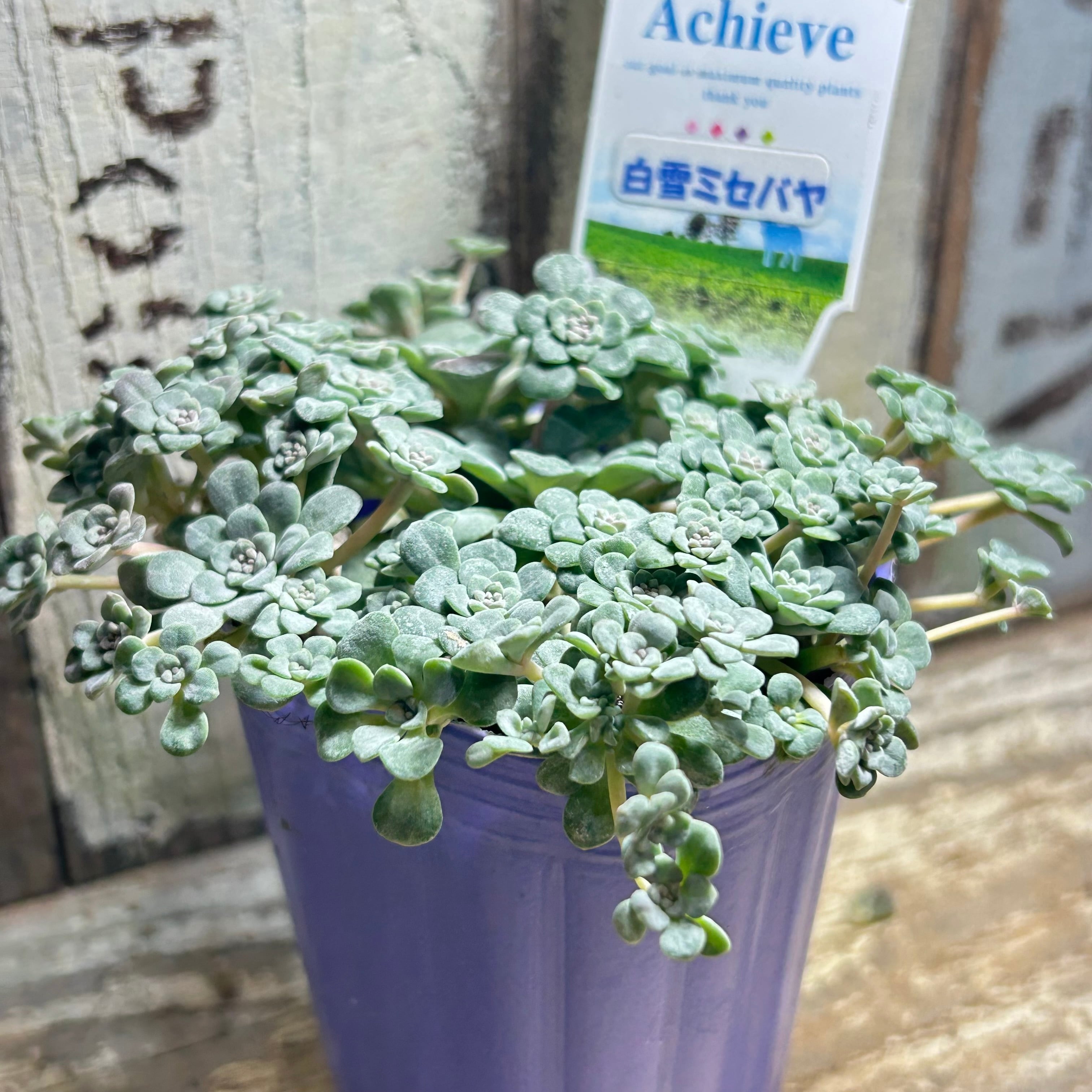 白雪ミセバヤ(紫ポット) | RuPo 多肉植物専門店
