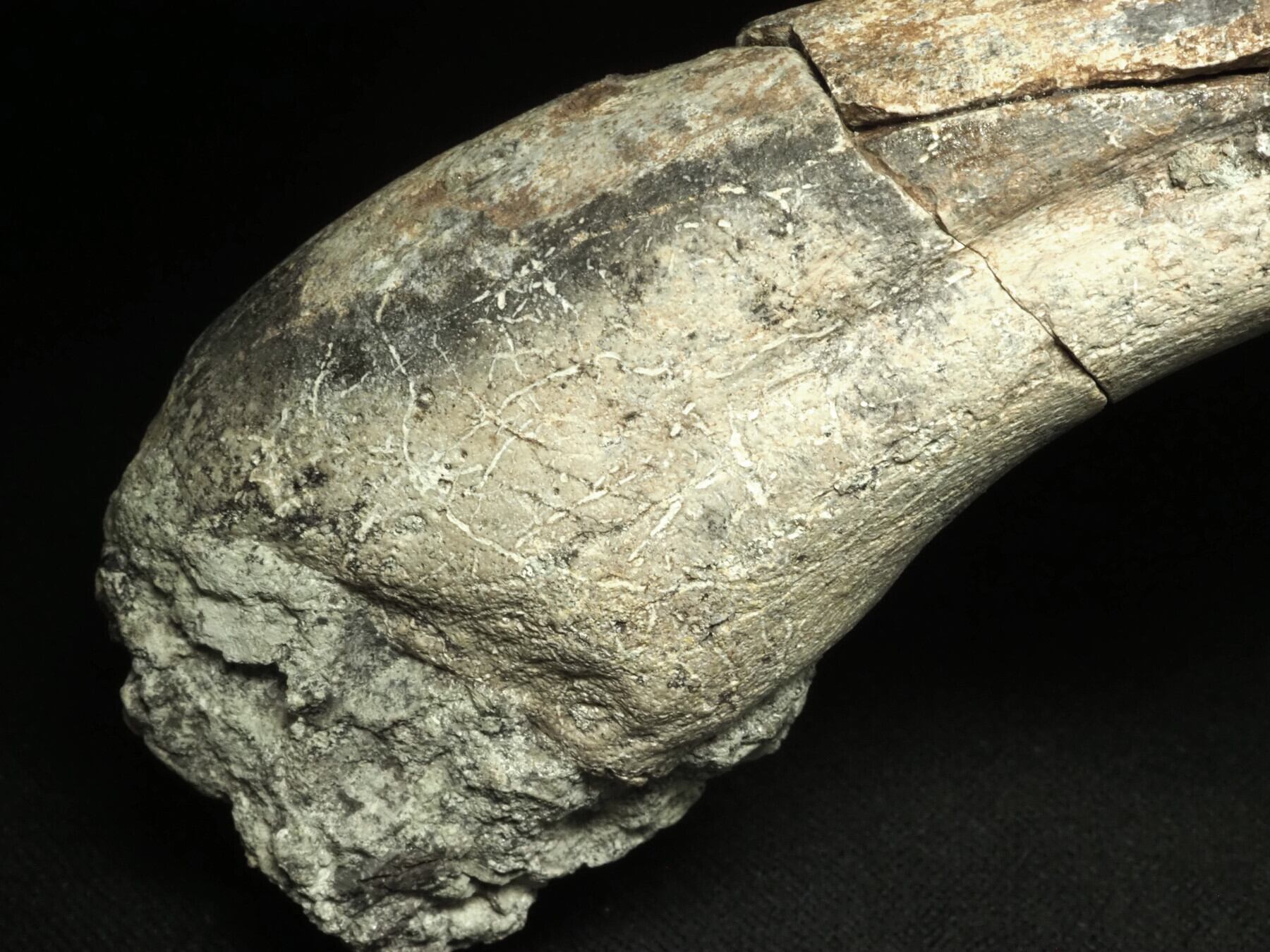 博物館級！アフロベナトルの爪【Afrovenator abakensis】【312 g