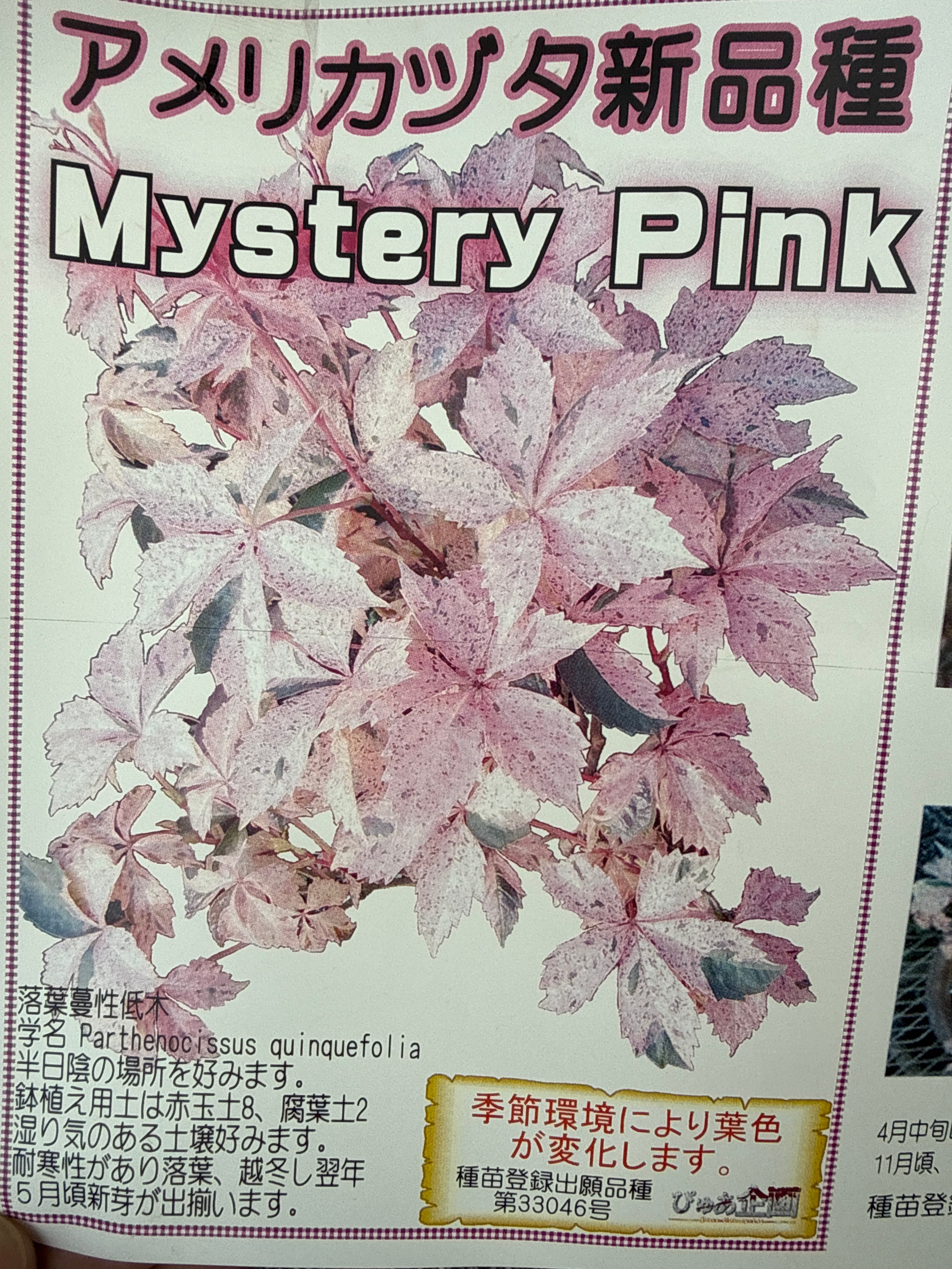 アメリカヅタ新品種 Mystery Pink | Gardenえん 【観葉熱帯植物】
