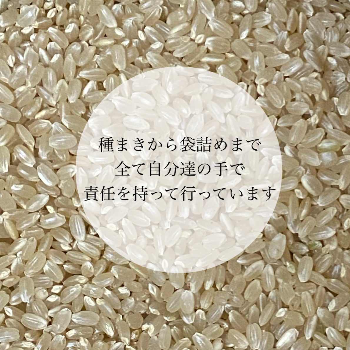 農薬不使用 無化学肥料 除草剤不使用 ヒノヒカリ 新米 玄米 - 米・雑穀