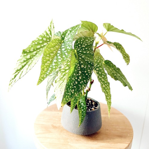 ベゴニア ホワイトアイス 陶器鉢 受皿付 個性的ドット 観葉植物 calm cafe