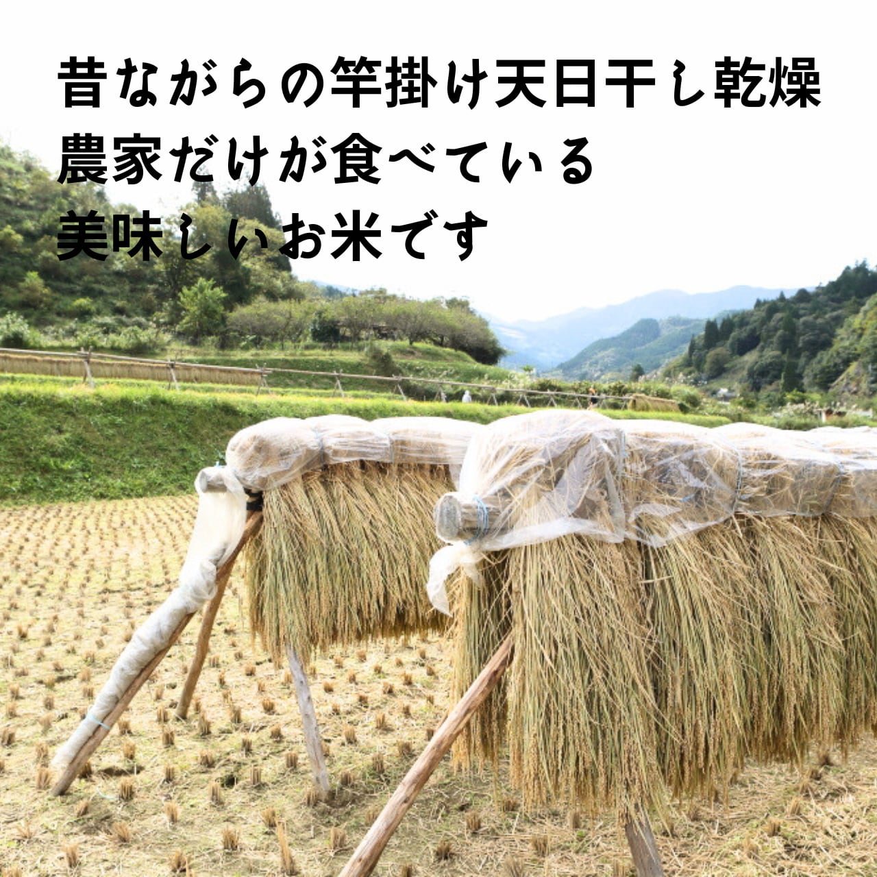 和歌山県 天日干し（ハゼ掛け）お米 玄米10キロ 農家直送 全国送料一律 和歌山県 玄米10キロ 農家直送 天日干し（ハゼ掛け）お米 全国 ｜ ！最