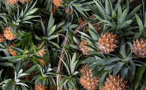 MoEa - Pineapple  Tricolor