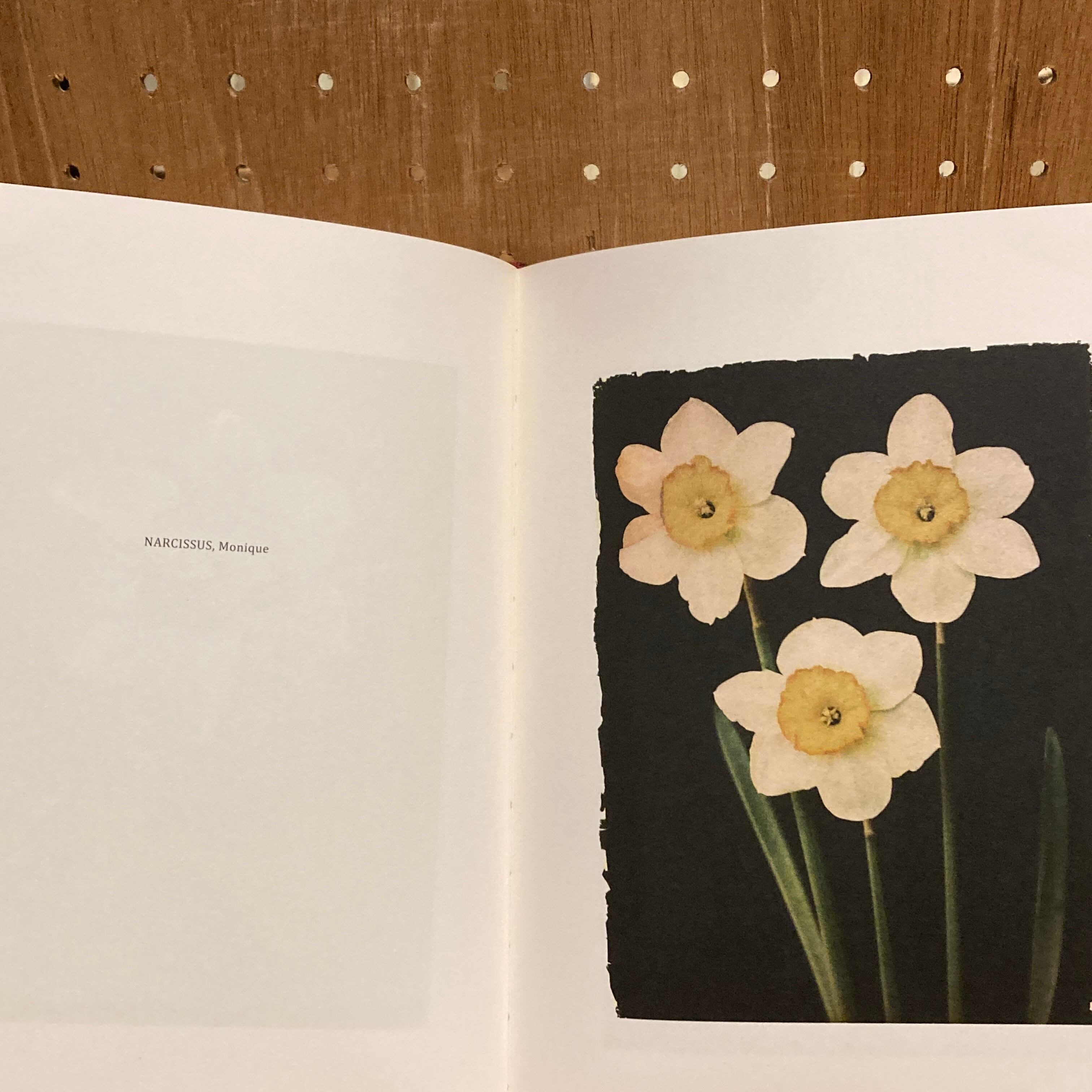 Les extravagantes / Leendert Blok, Gilles Clement | 百年