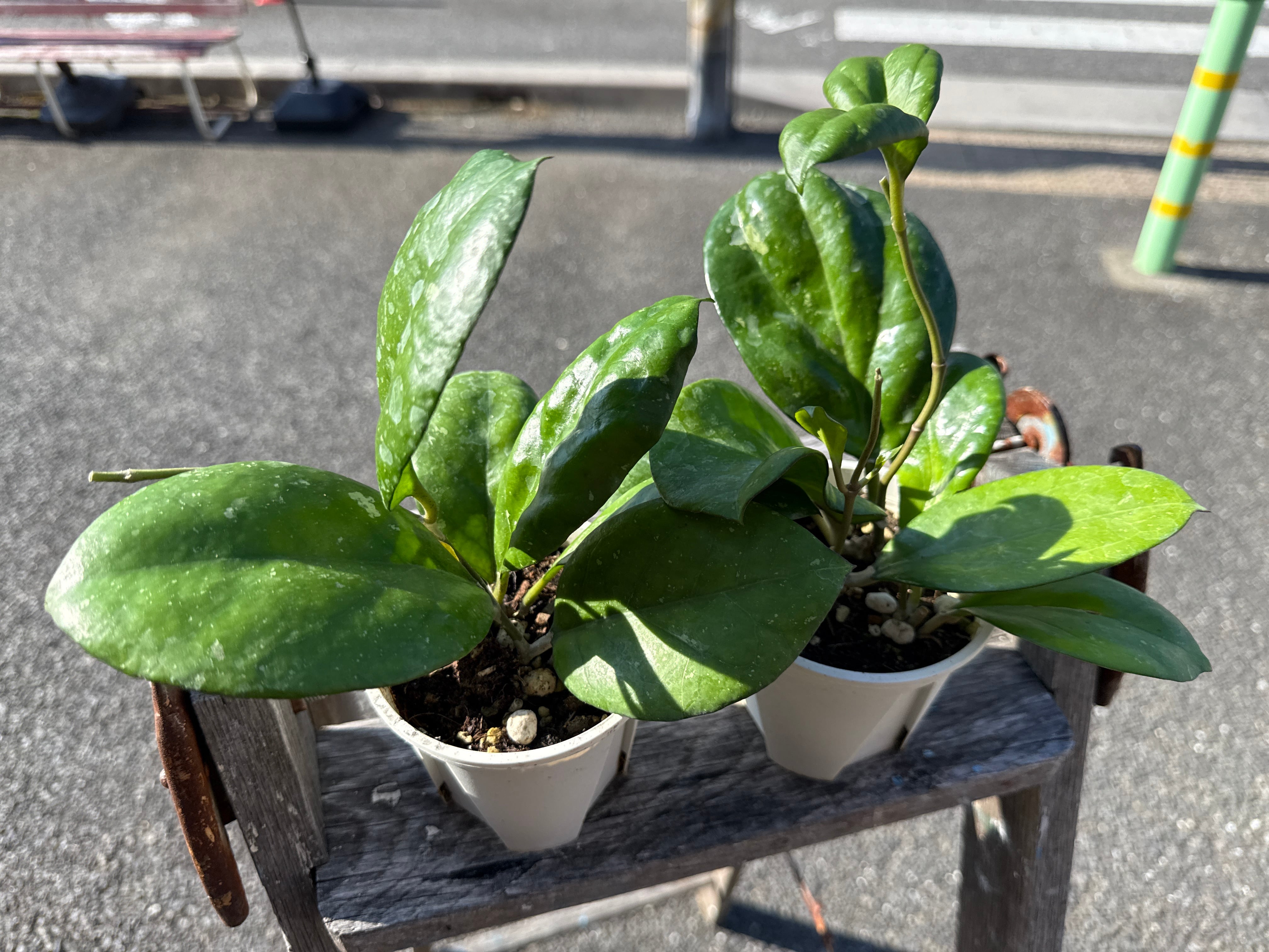 専用　Hoya ホヤ ホヤ AH-035 | MIDORIYA 観葉植物専門店
