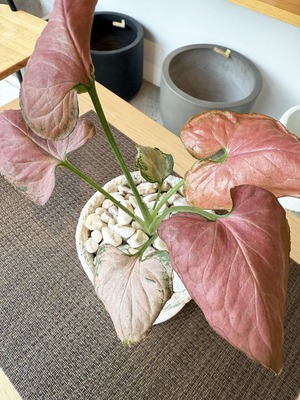 シンゴニウム・ストロベリー