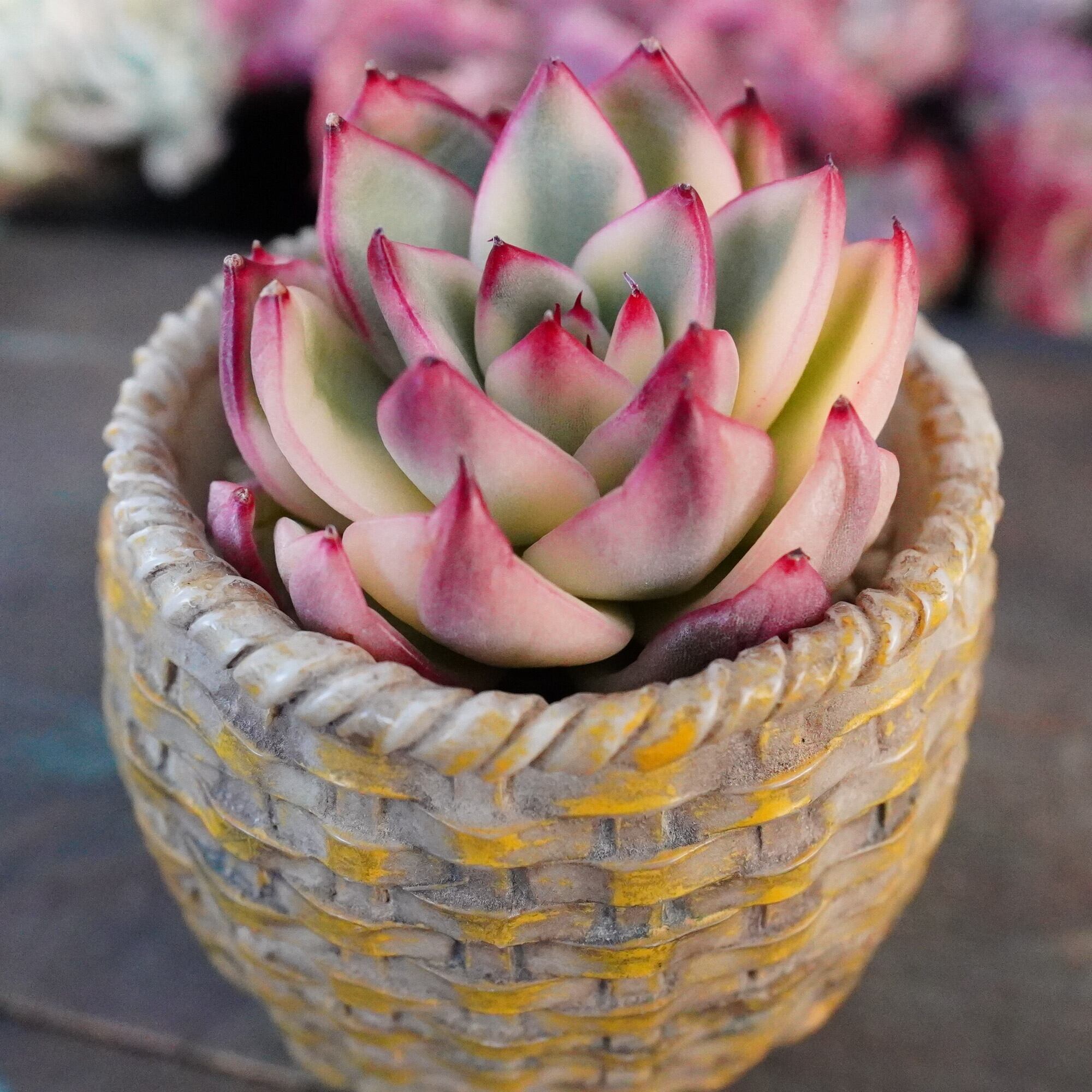 すべての商品 | E-TANIKU